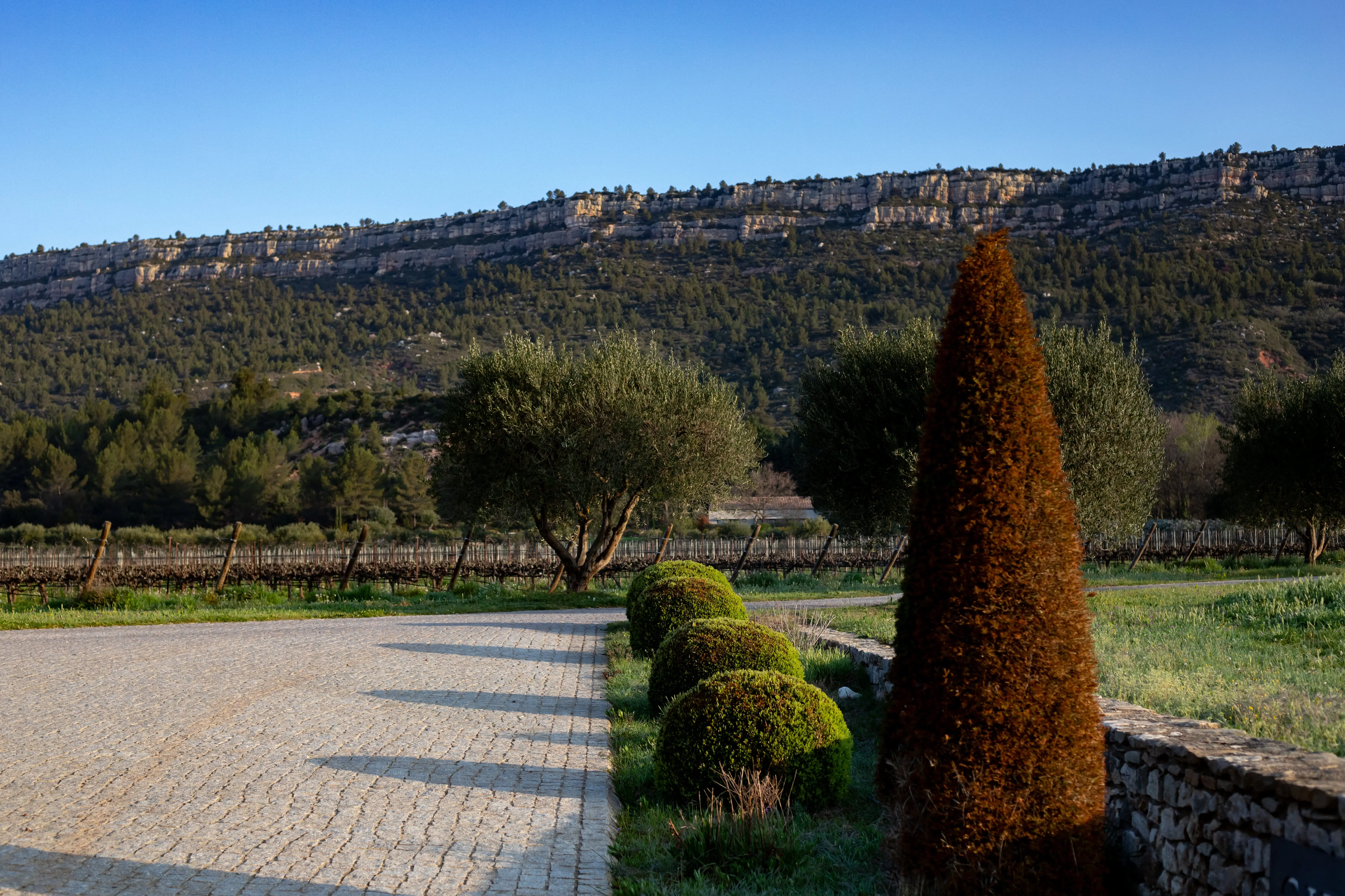 Vineyard walk at the Foot of Sainte Victoire