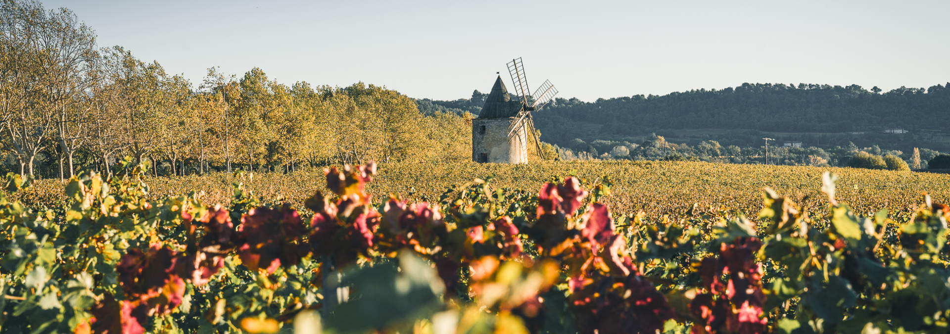 The Secrets of the Vine