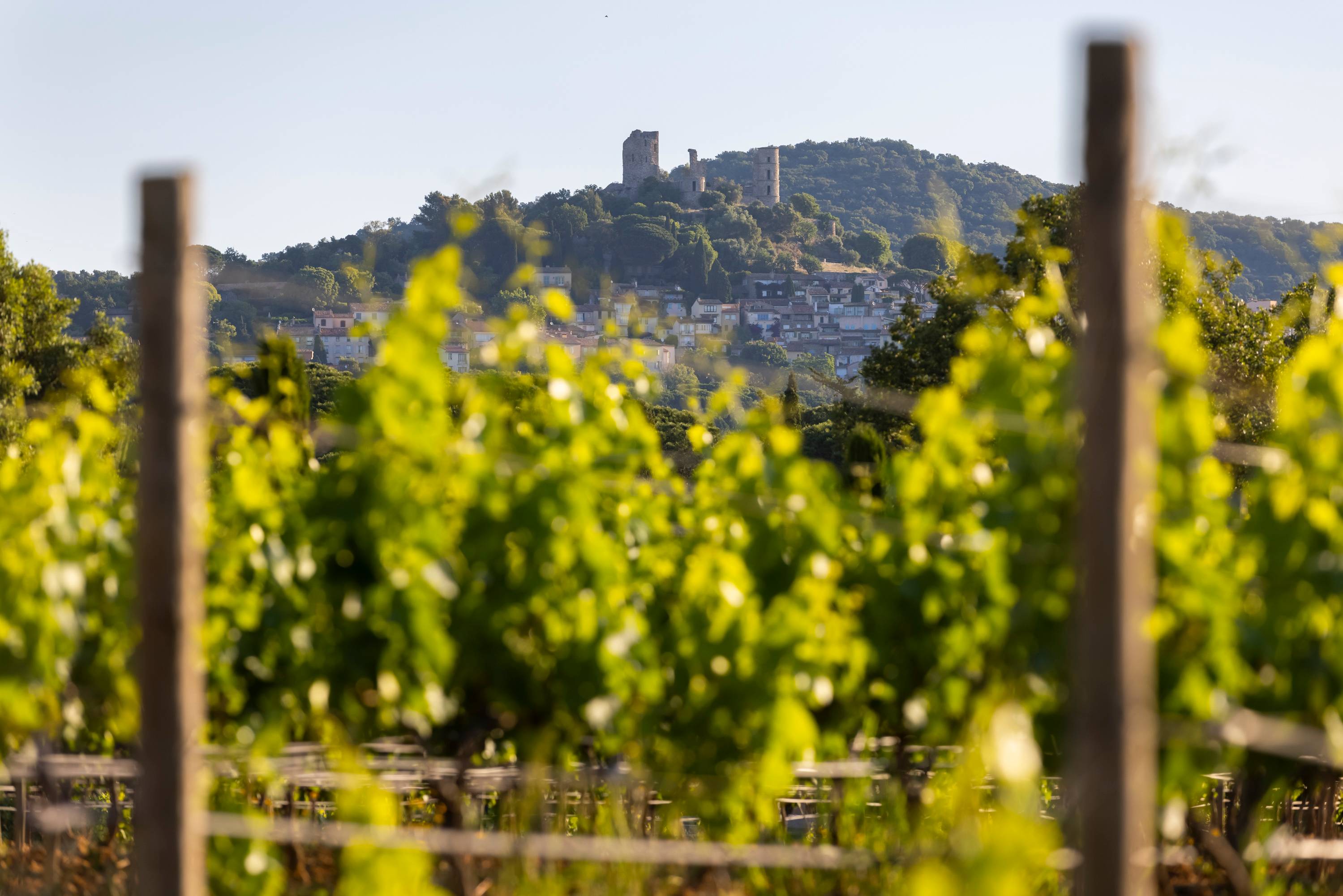 Group visit & tasting