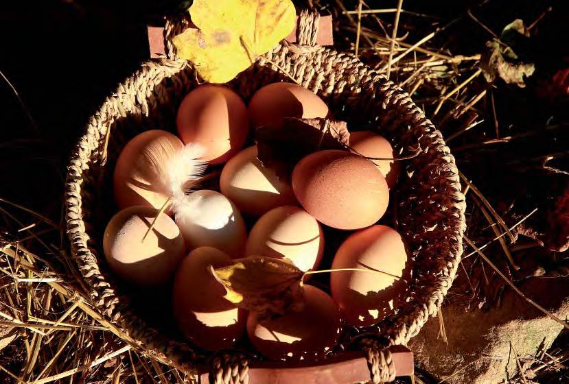 Experience the Farm: nature, animals and typical lunch