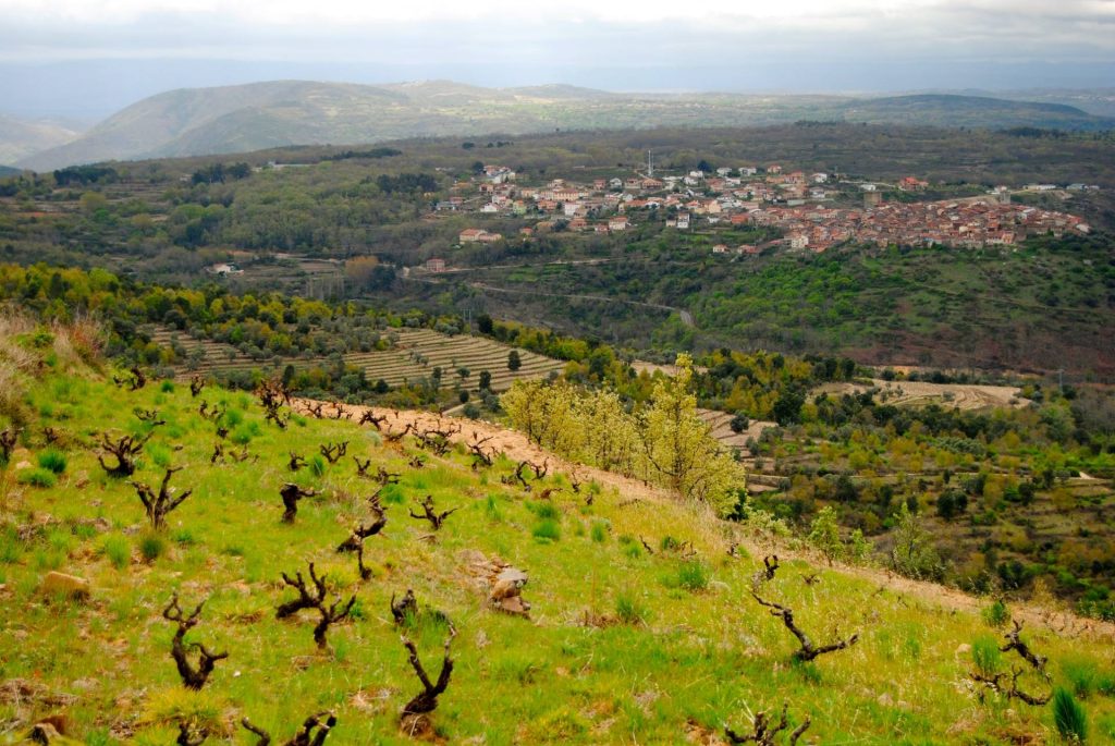 Visit Cámbrico winery
