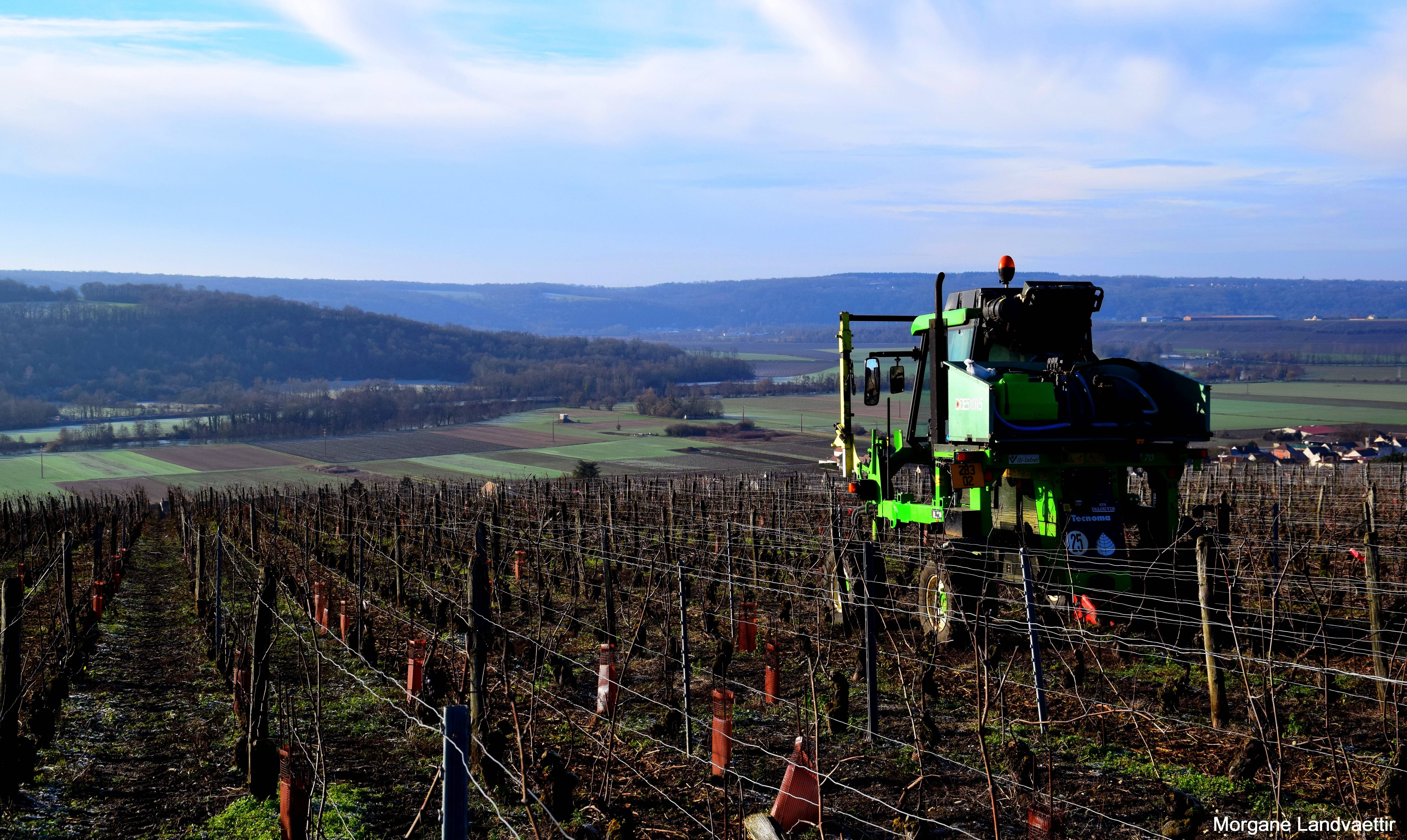 Visit of the vineyard & tasting of our entire range