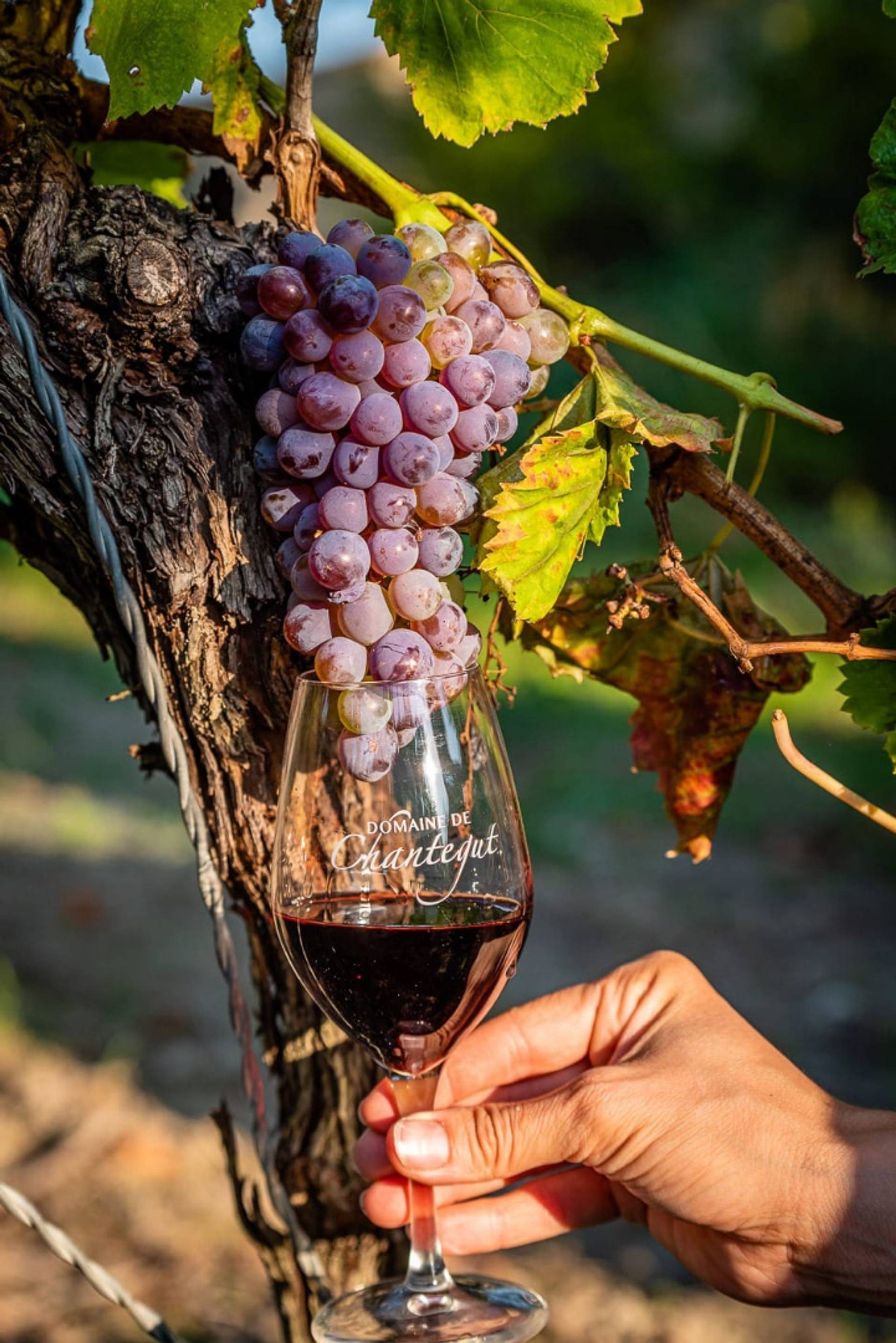 Tasting and visit at the Domaine