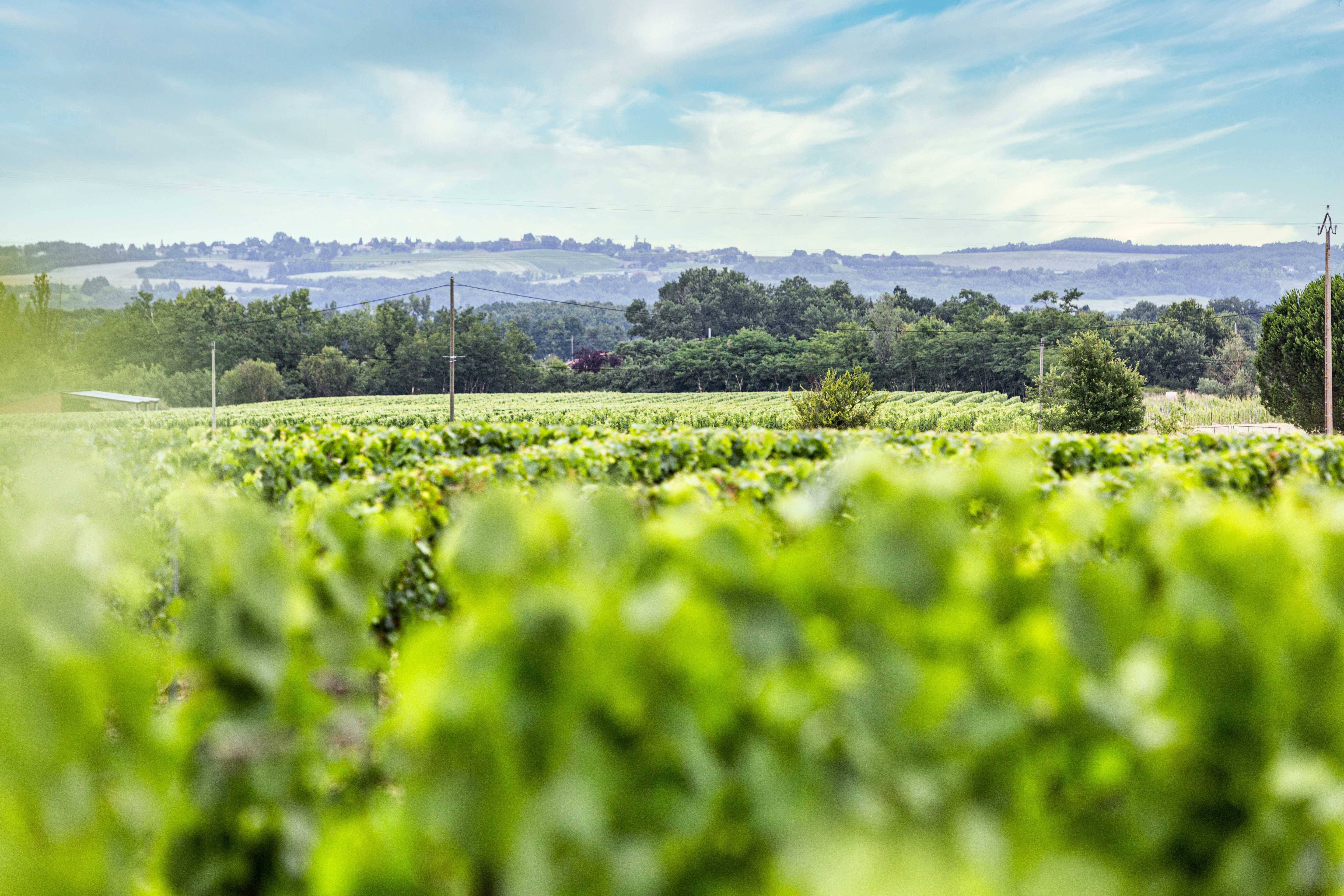 Discovery of the Négrette and gourmet tasting