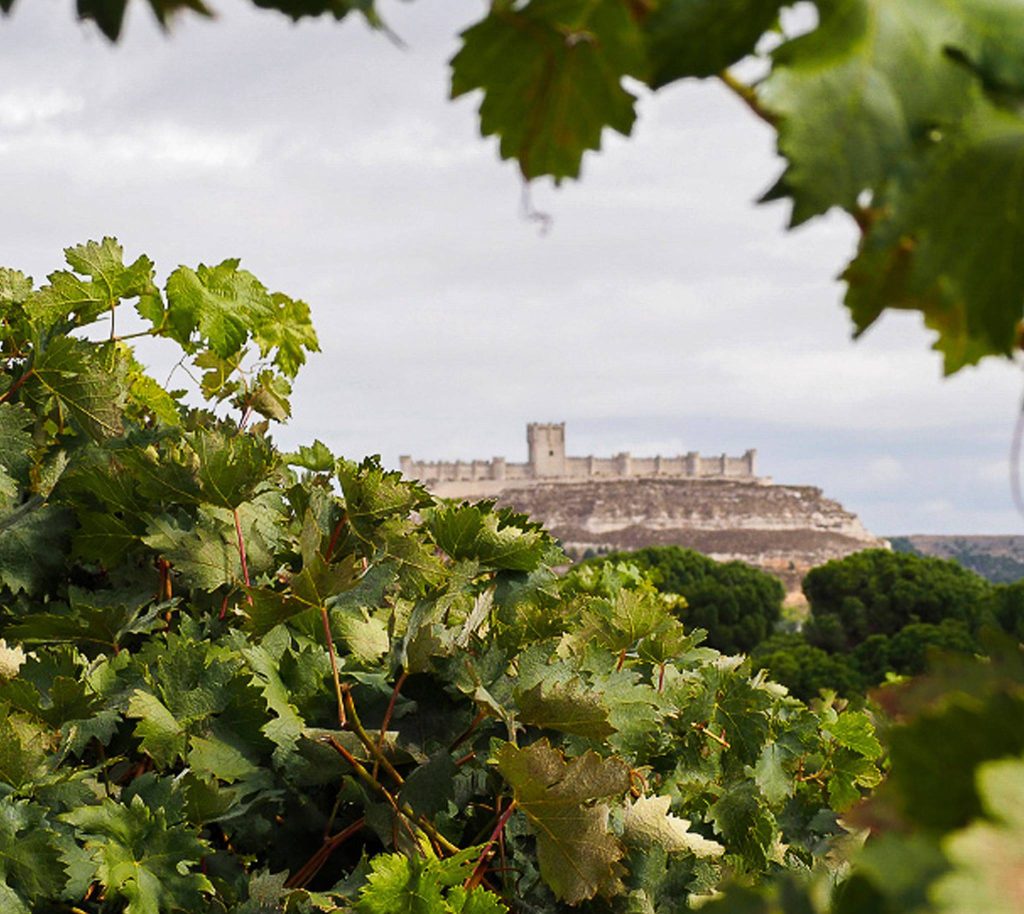 Tour + tasting (3 wines)