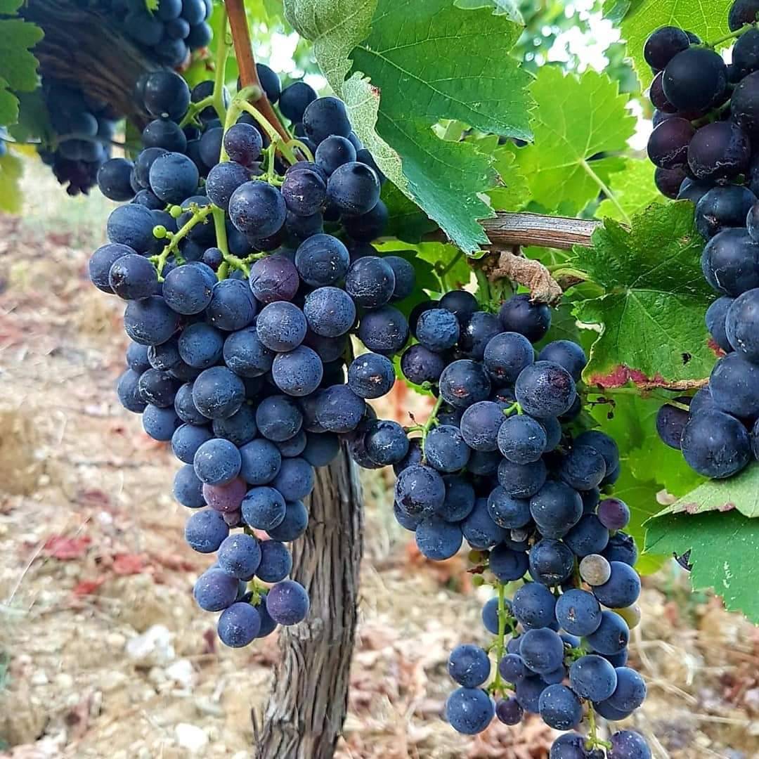 With us tasting becomes diVINE