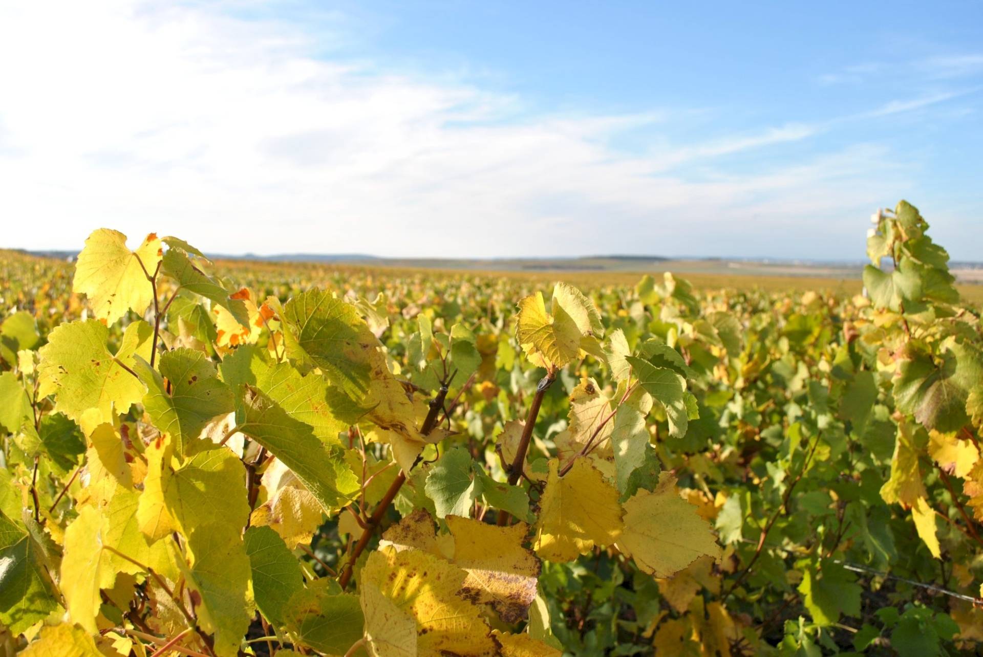 A walk through the vineyards