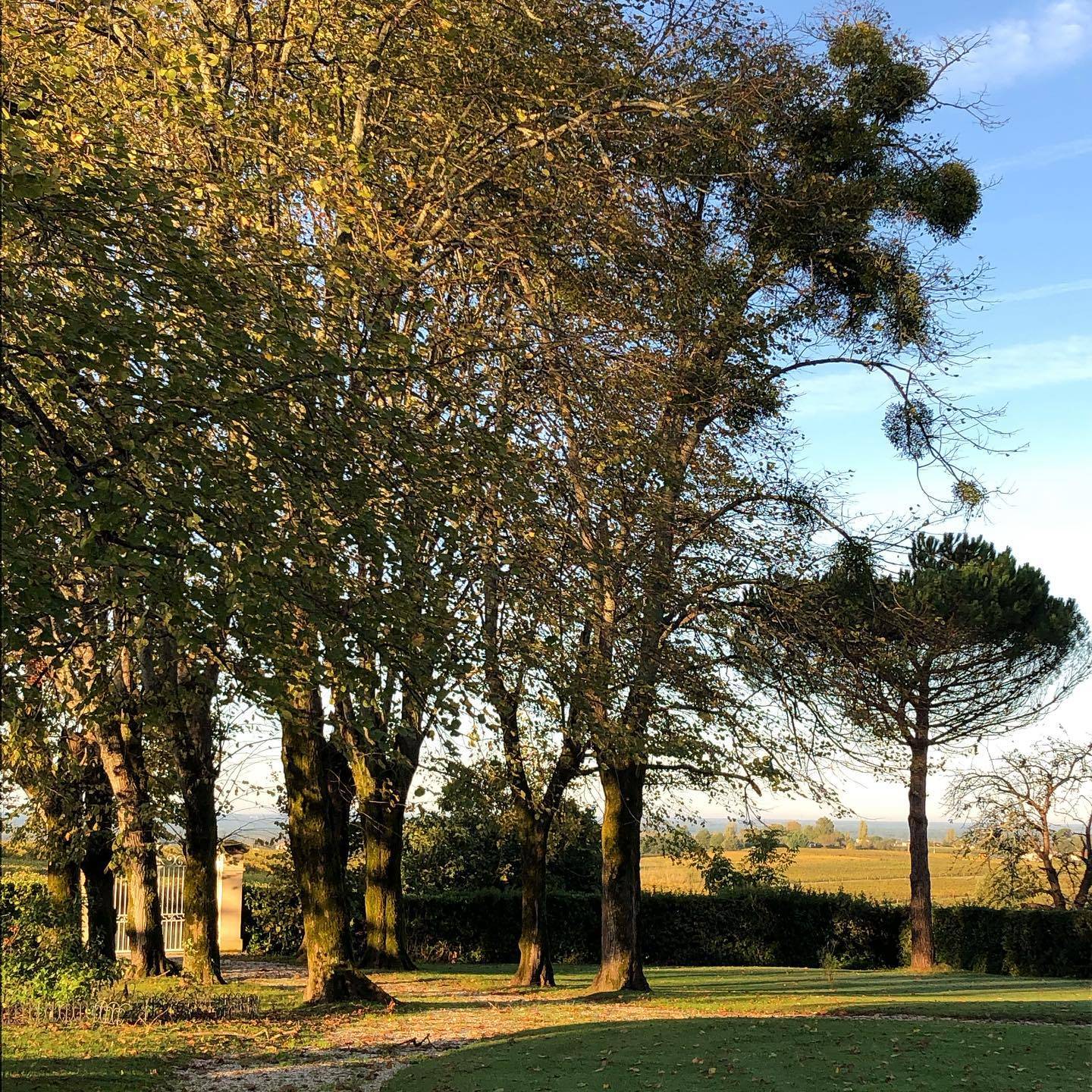 Visit of the estate and tasting