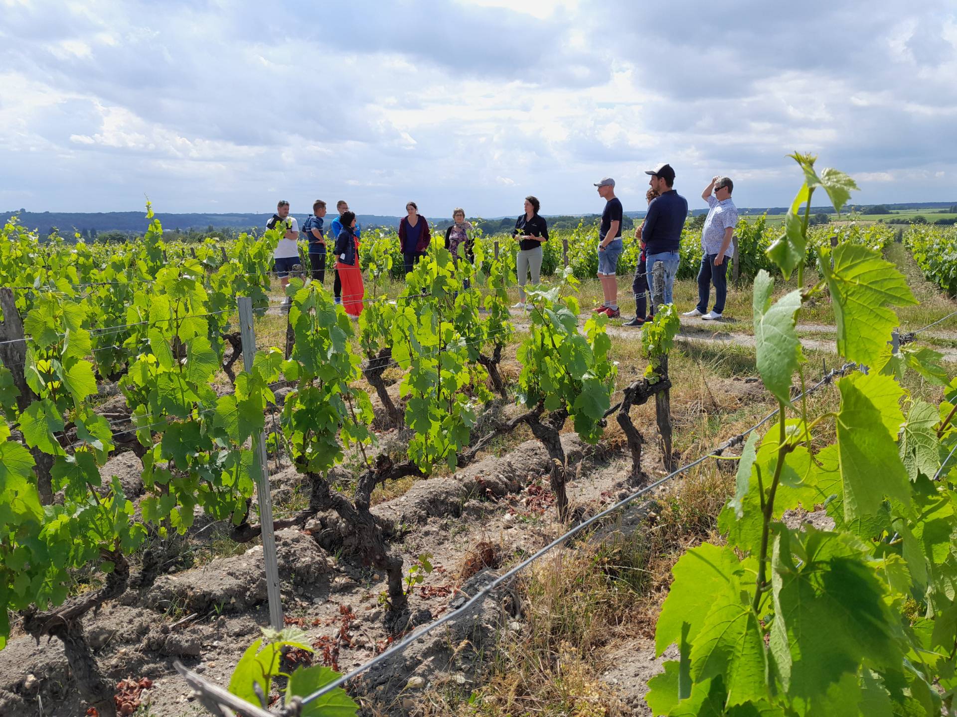 Guided tour, between Sauvignon and Gamay