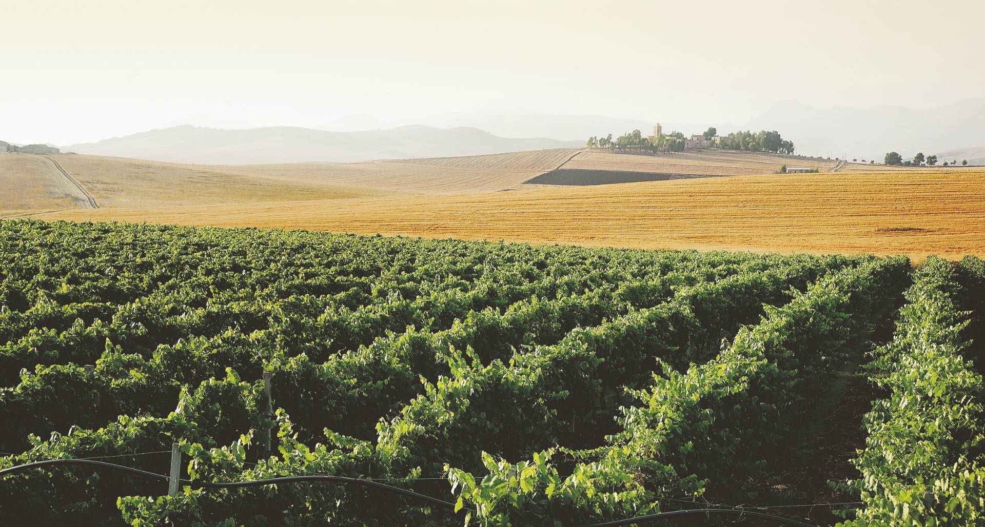 PRINCIPE DI CORLEONE – POLLARA