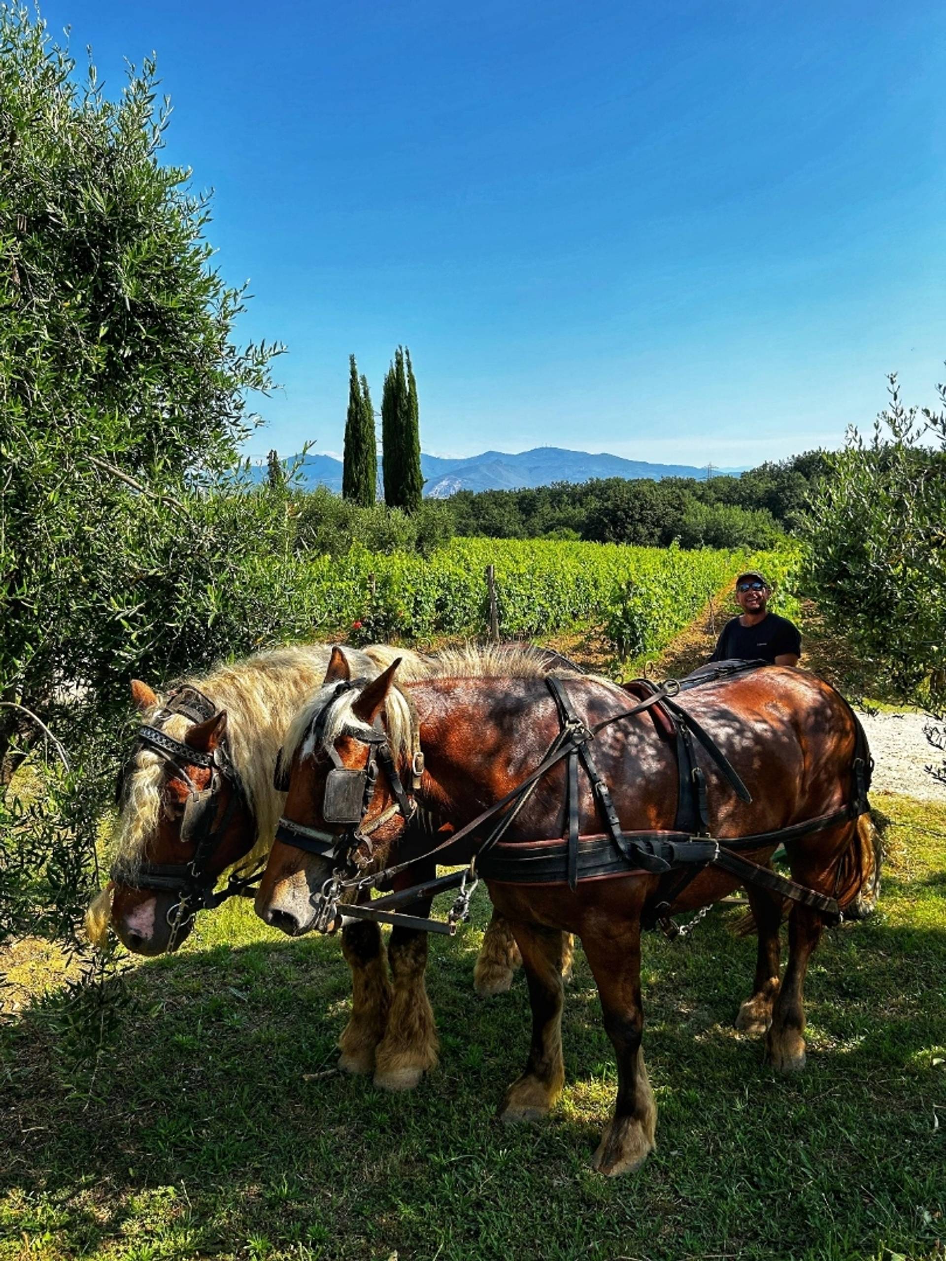 Wine tour with horses + Tasting of 3 wines