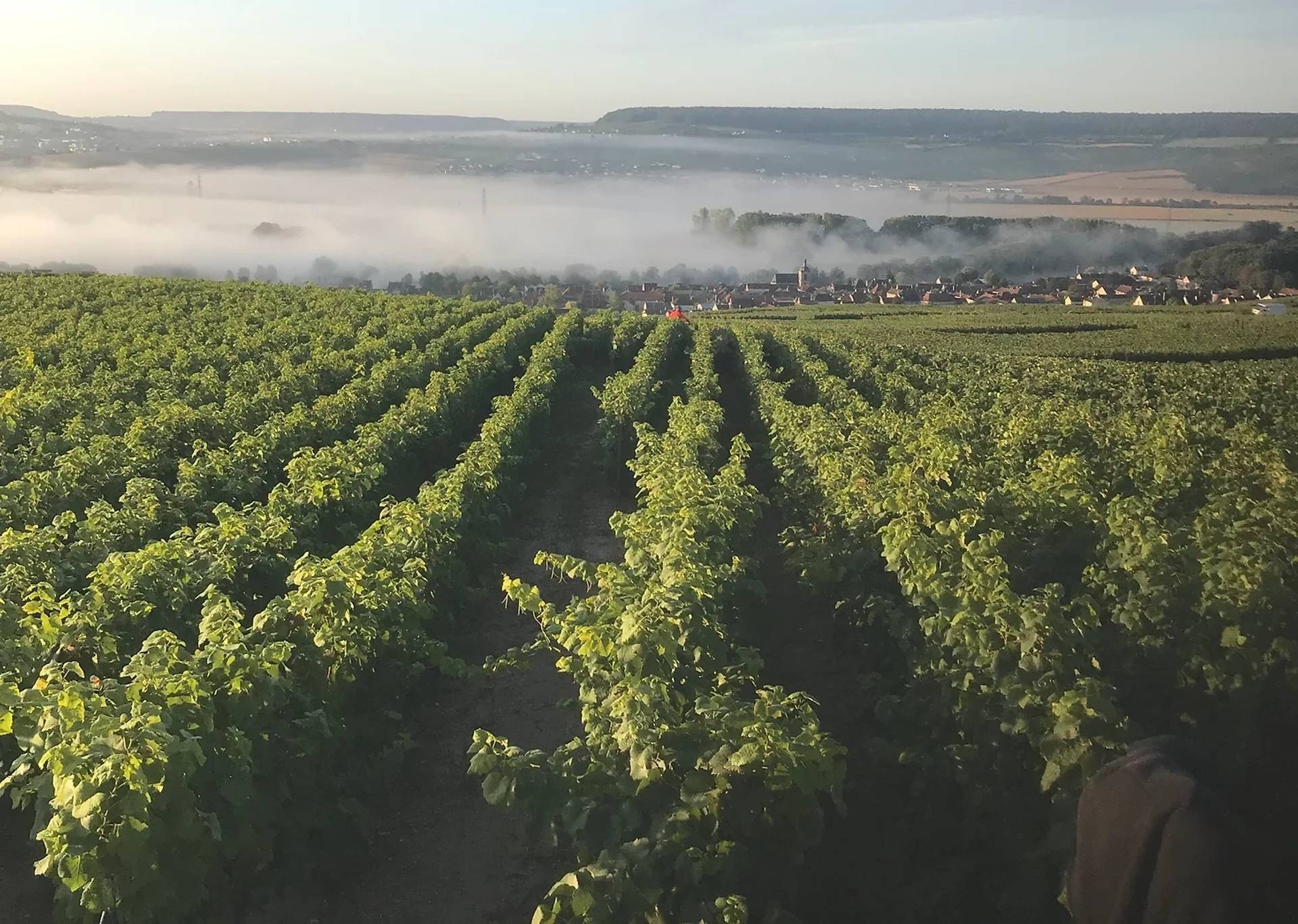 CHAMPAGNE LEBLANC-COLLARD