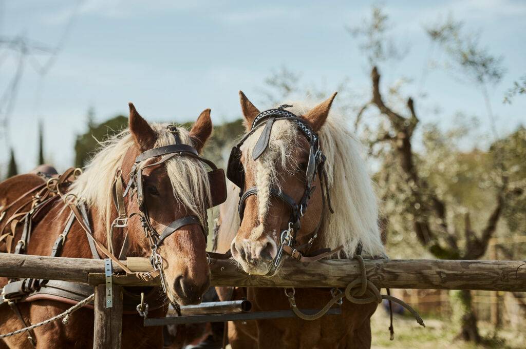 Wine tour with horses + Tasting 5 wines