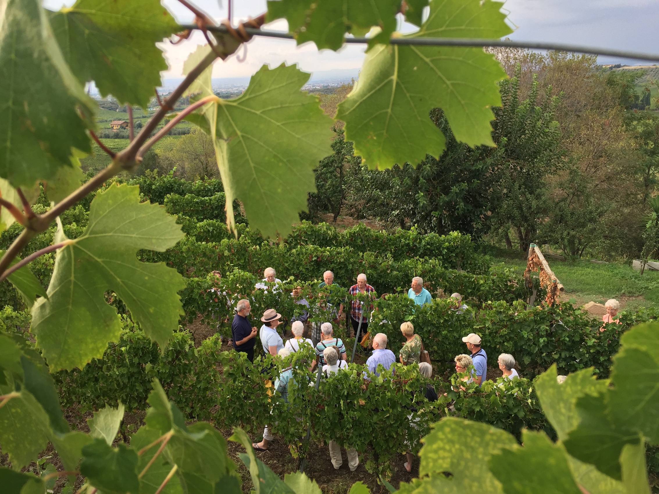 Winery Tour and Tasting