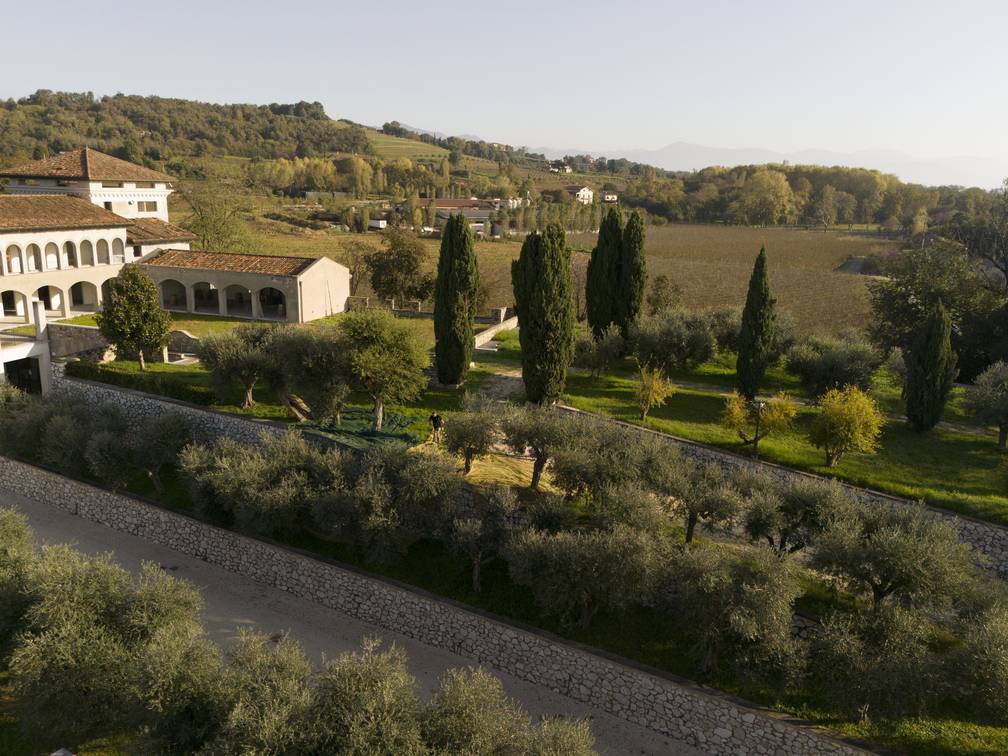 The evolution of Chardonnay