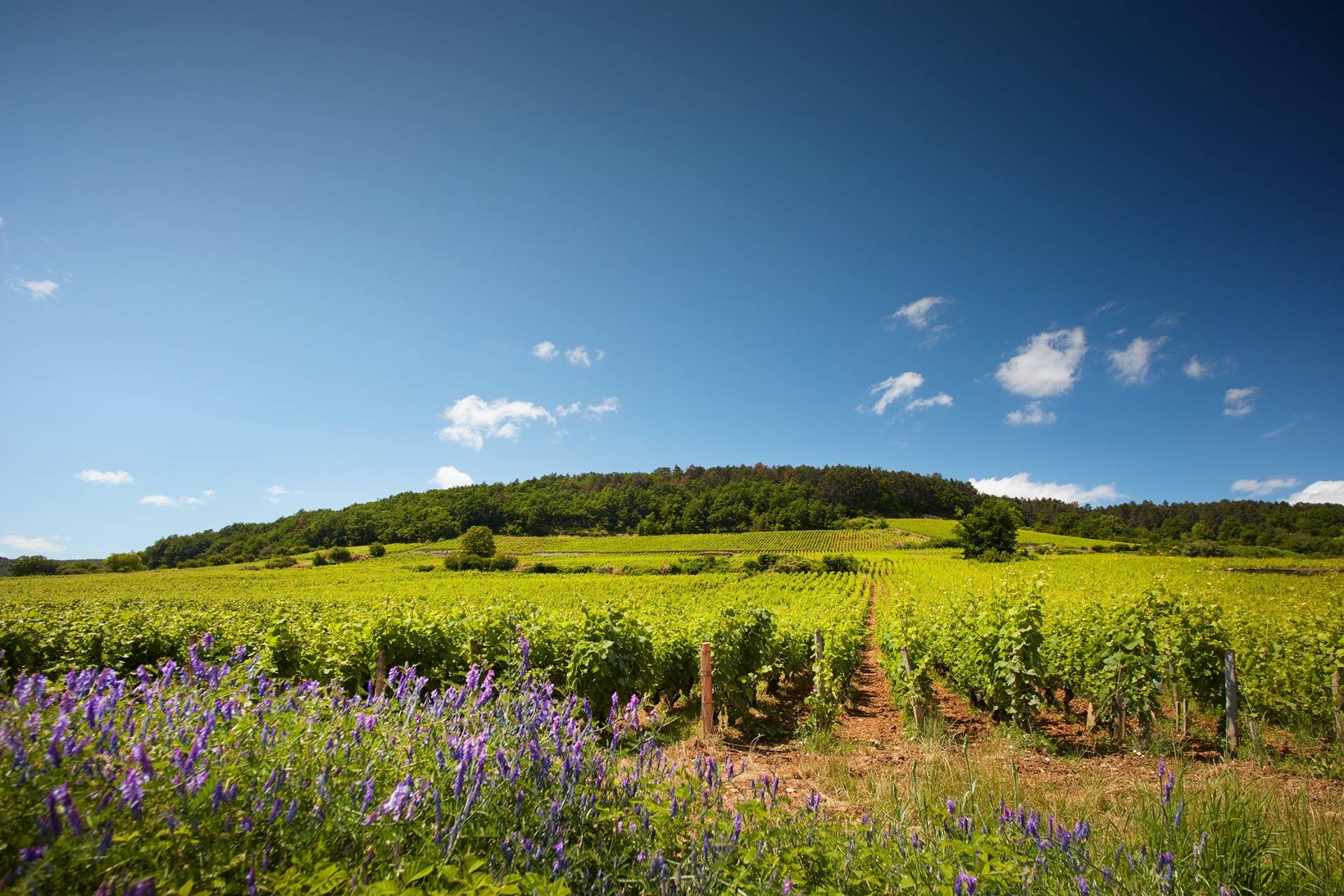 DOMAINE MICHEL MAGNIEN