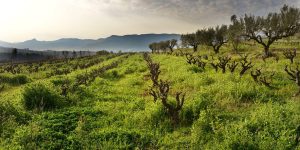 FINCA AGRÍCOLA PARERA