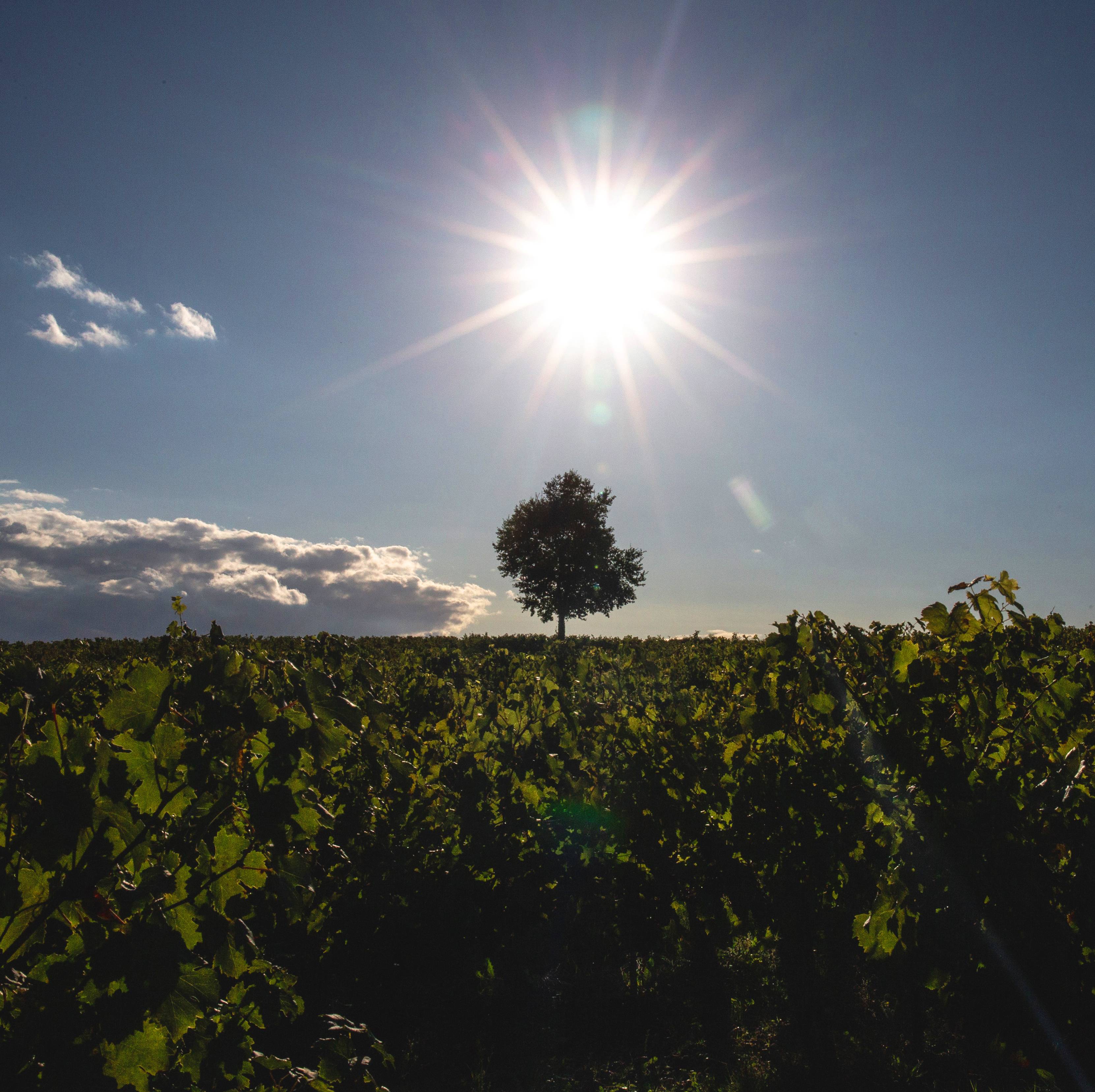 Country meal in the vineyards
