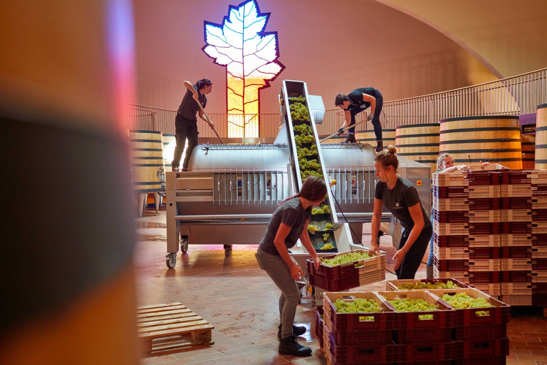 Harvest at Ursulines