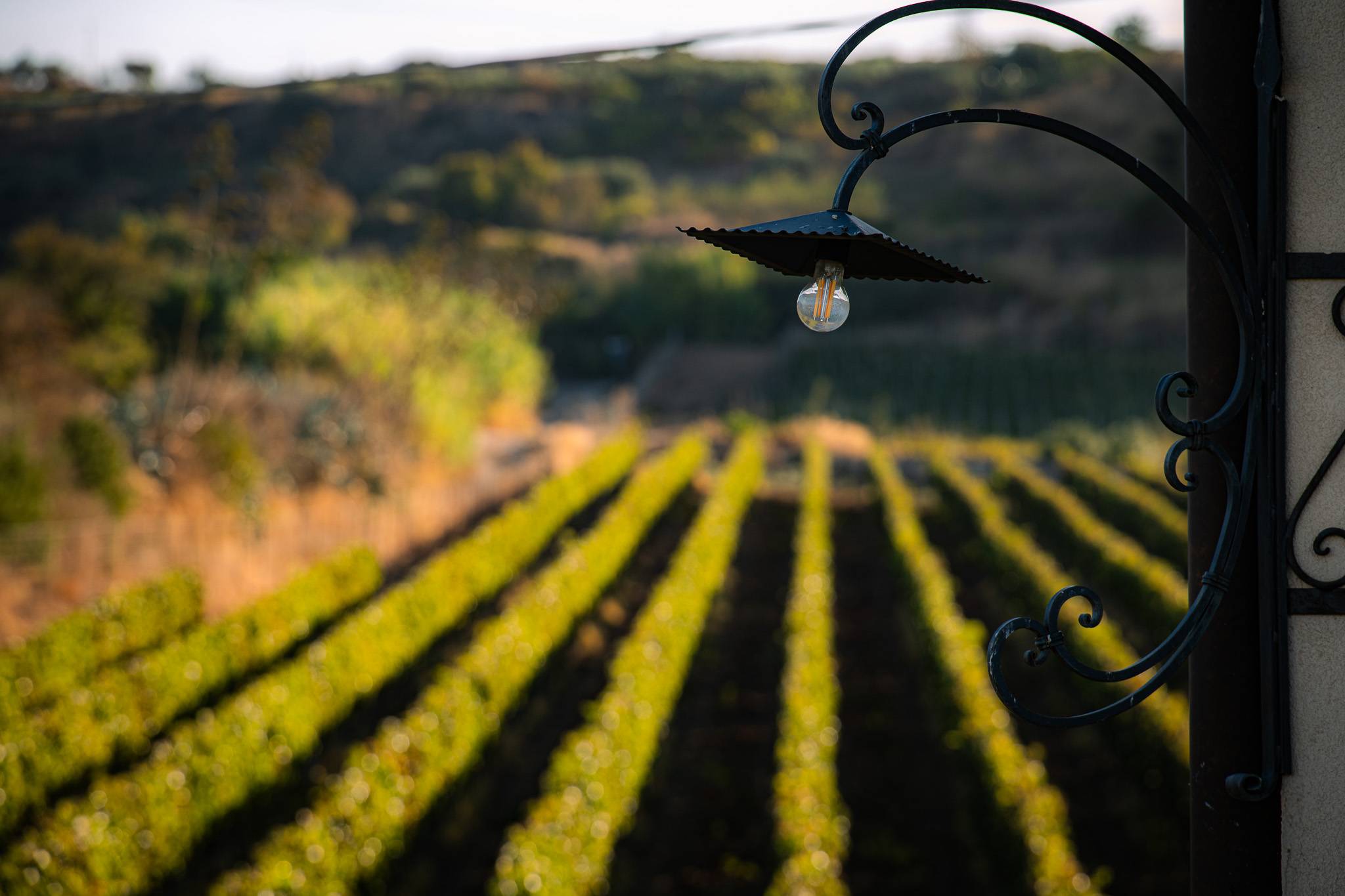 Cerasuolo… and more