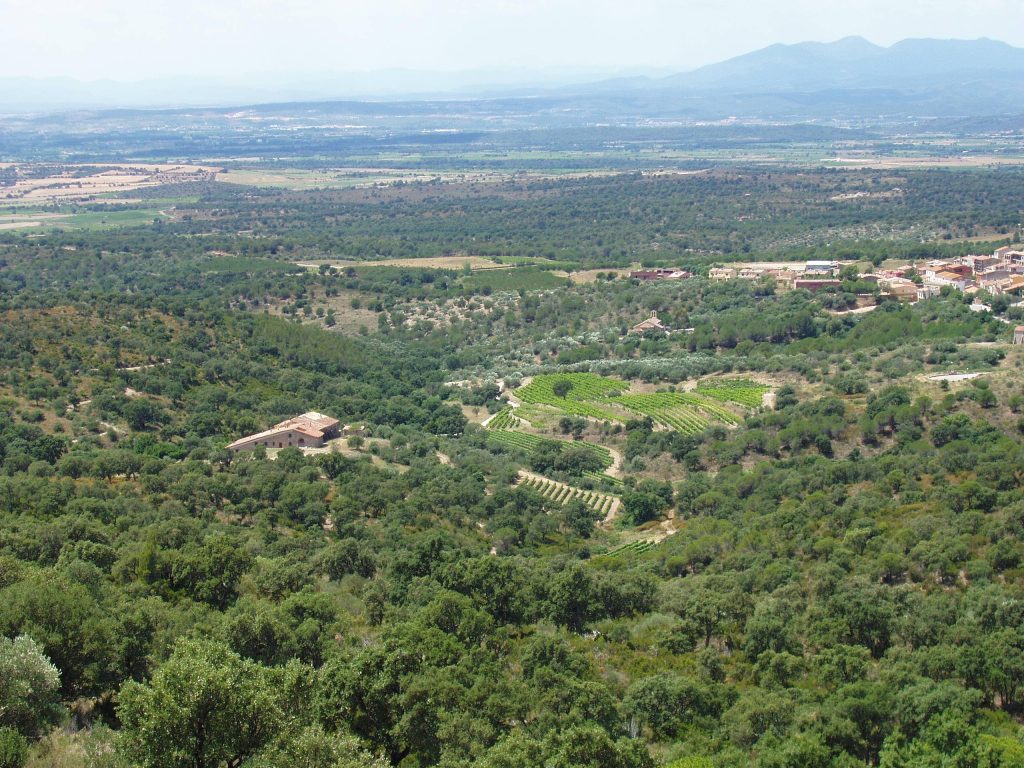 Guided tour of the vineyards and tasting in the winery