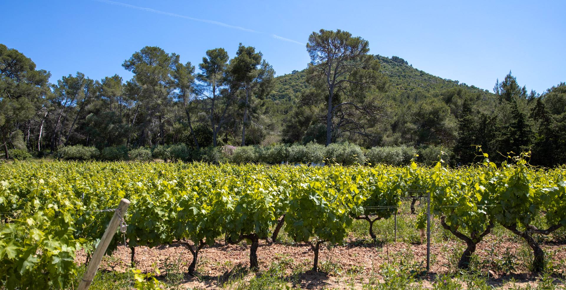 Discovery of a biodynamic wine estate (“L’expérience viticole”)