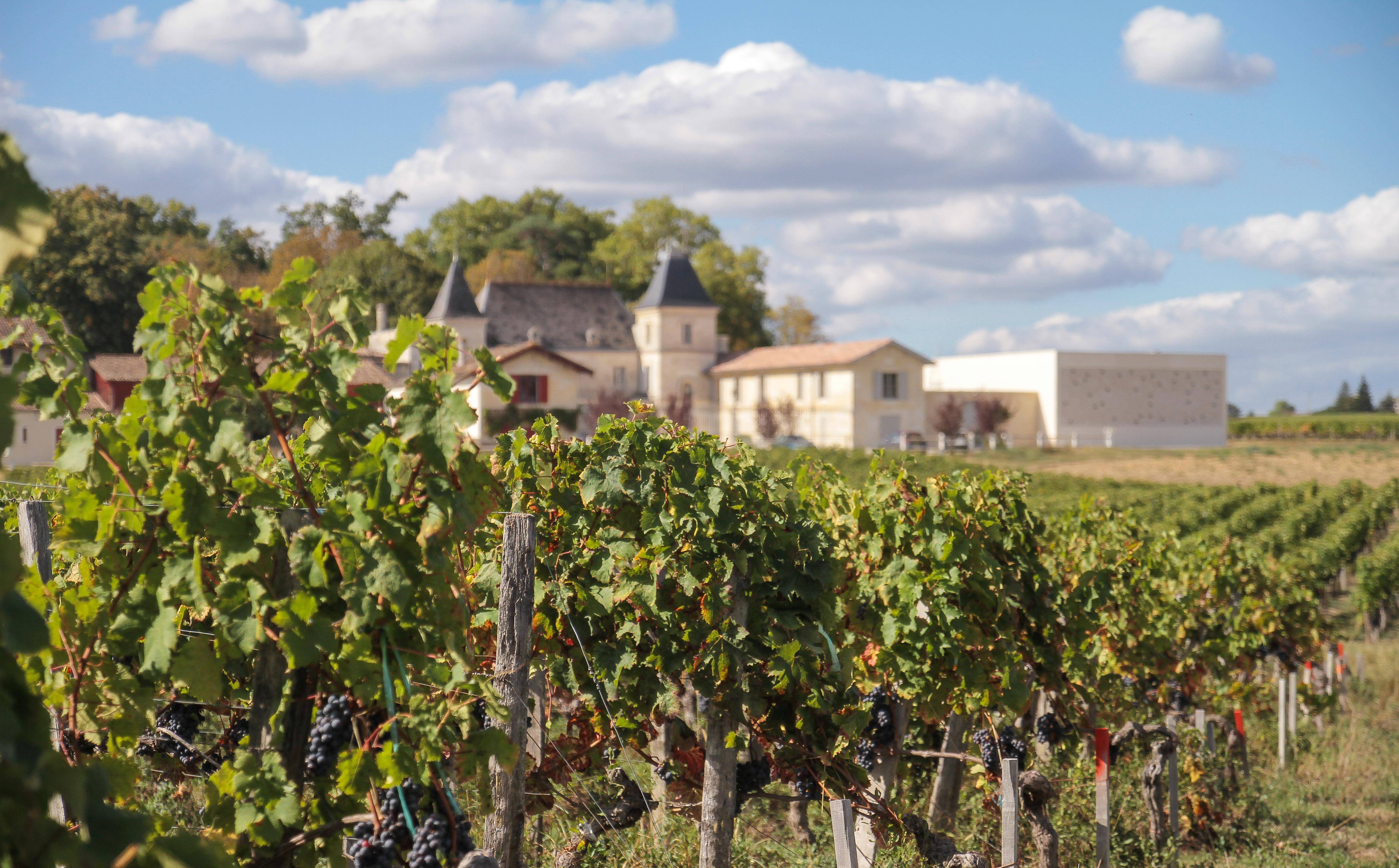 Visit “From the vine to the glass”