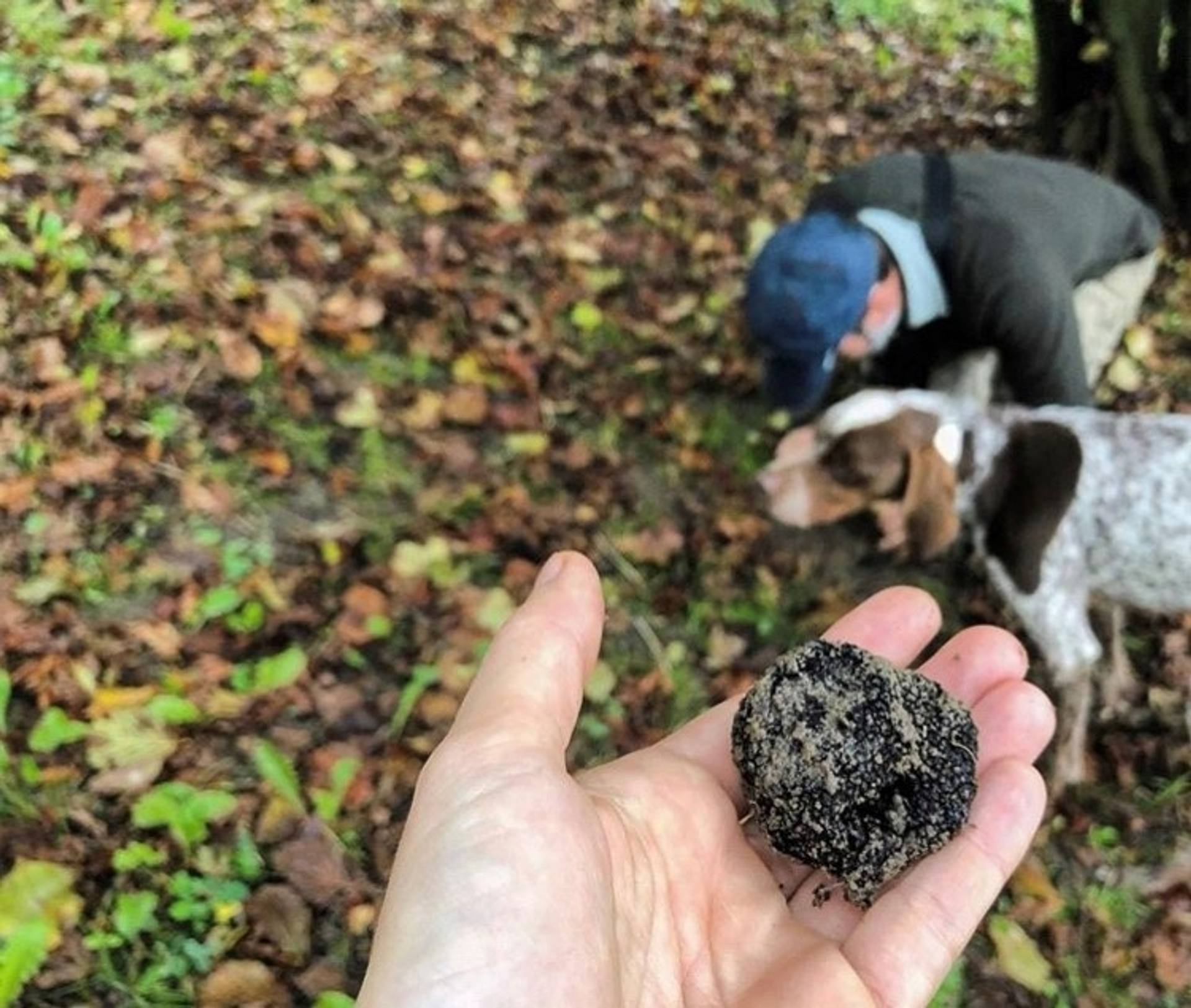 Wine & Truffle Experience