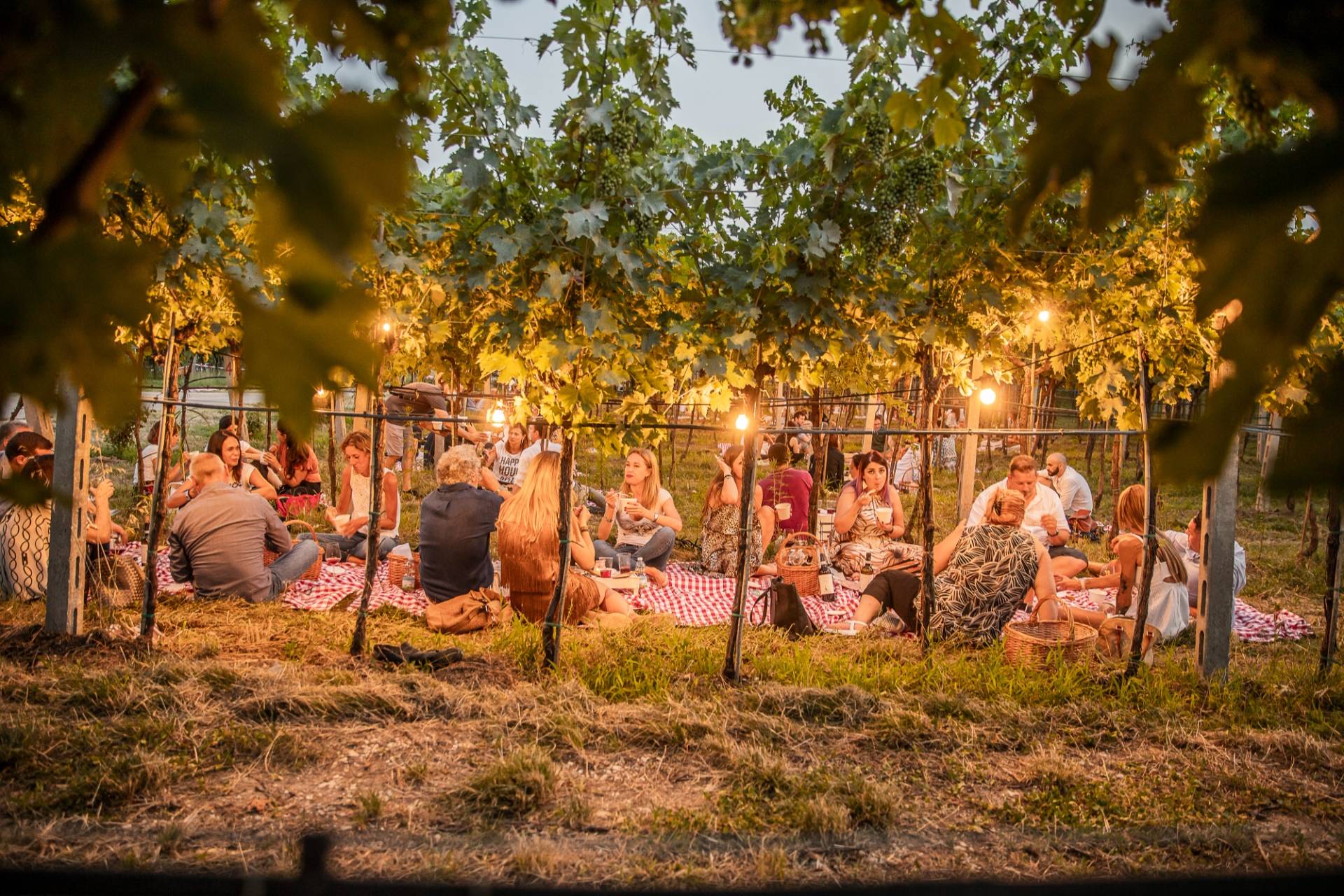 Picnic in the vineyard