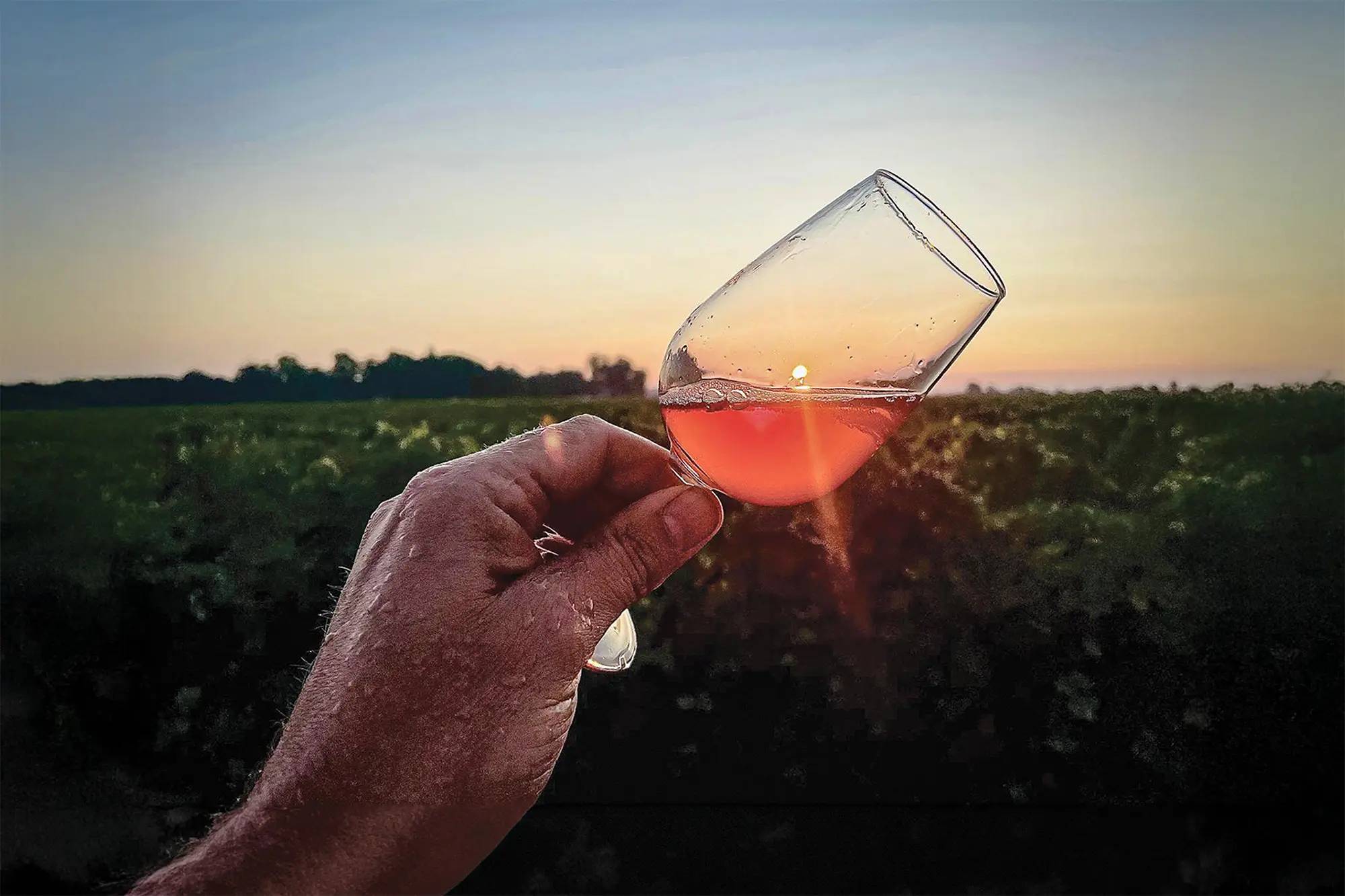 Chilled Tasting (White, Rosé & Sparkling Wine)