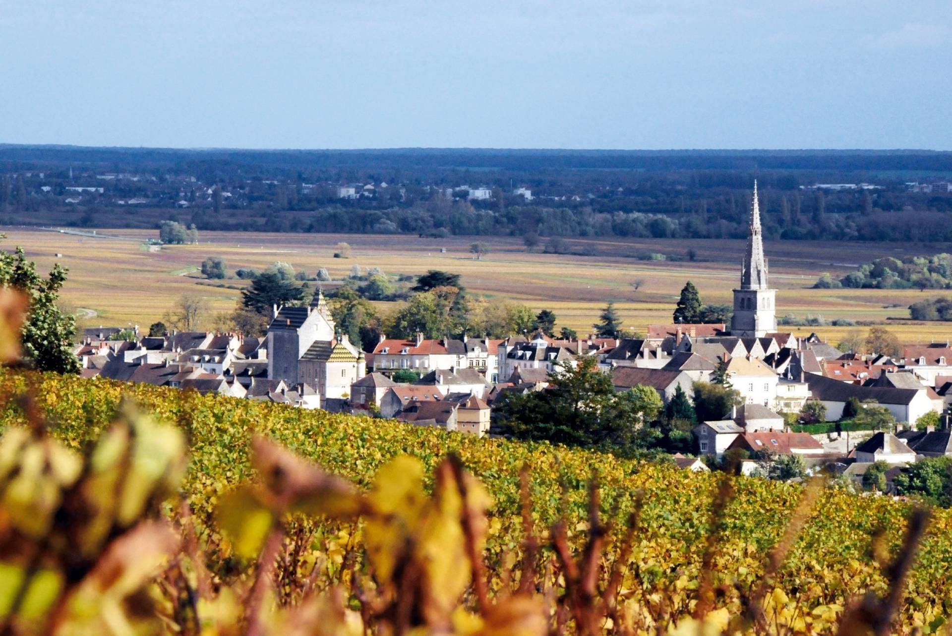 Safari on the Côte de Beaune with tasting