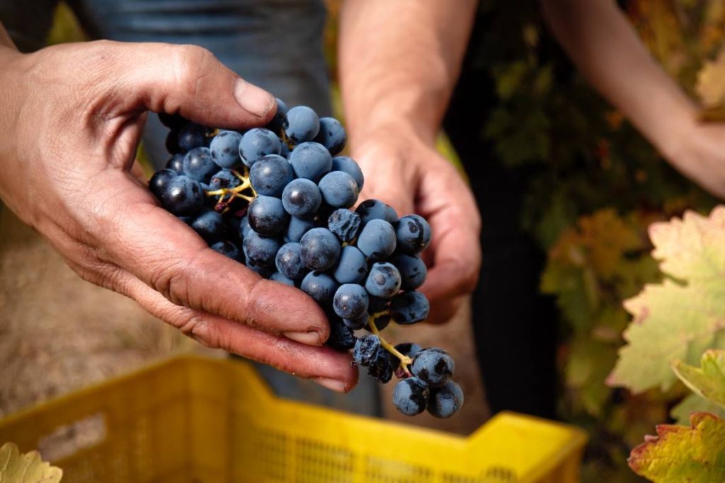 Vineyard walk and wine tasting