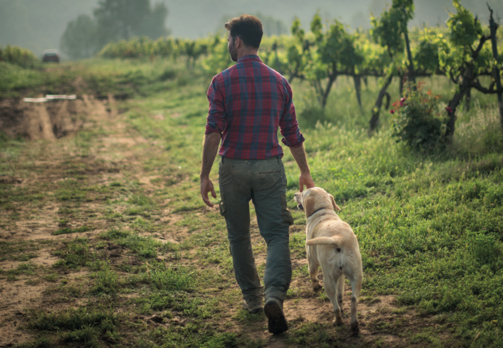 Walk among vineyards and natural wine tasting