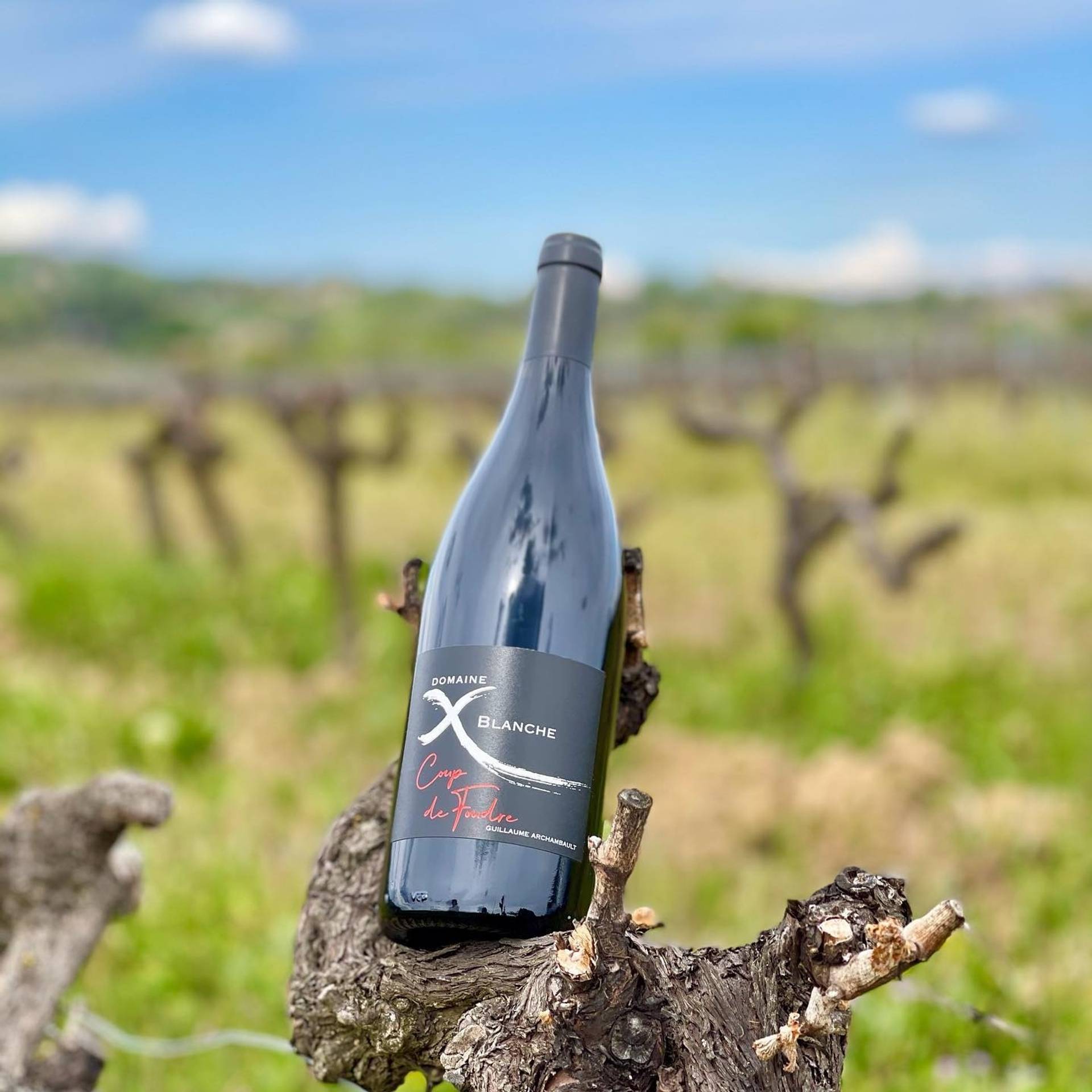 Cellar visit and tasting of our organic wines