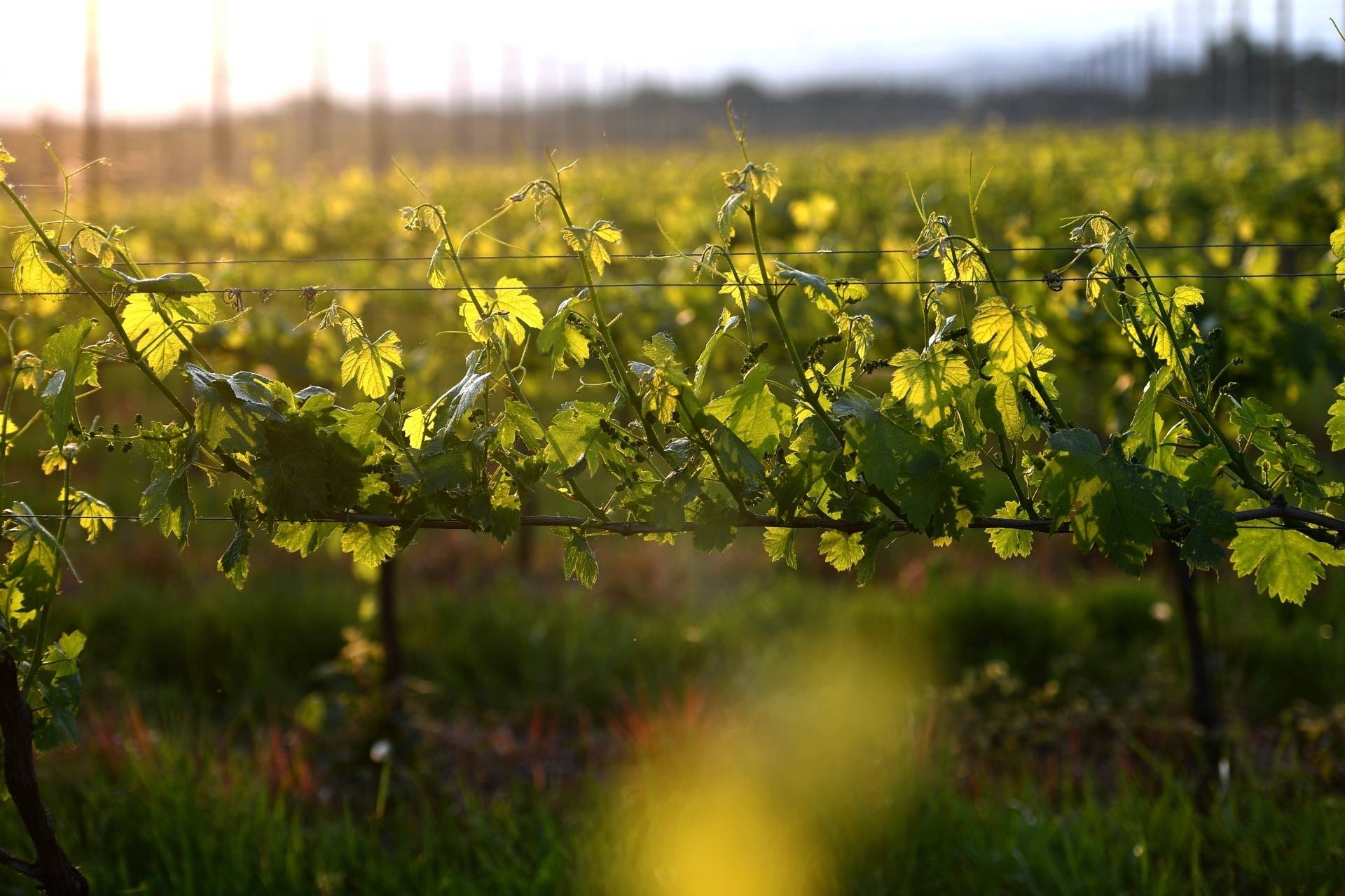 Nebbiolo tasting in Upper Piedmont