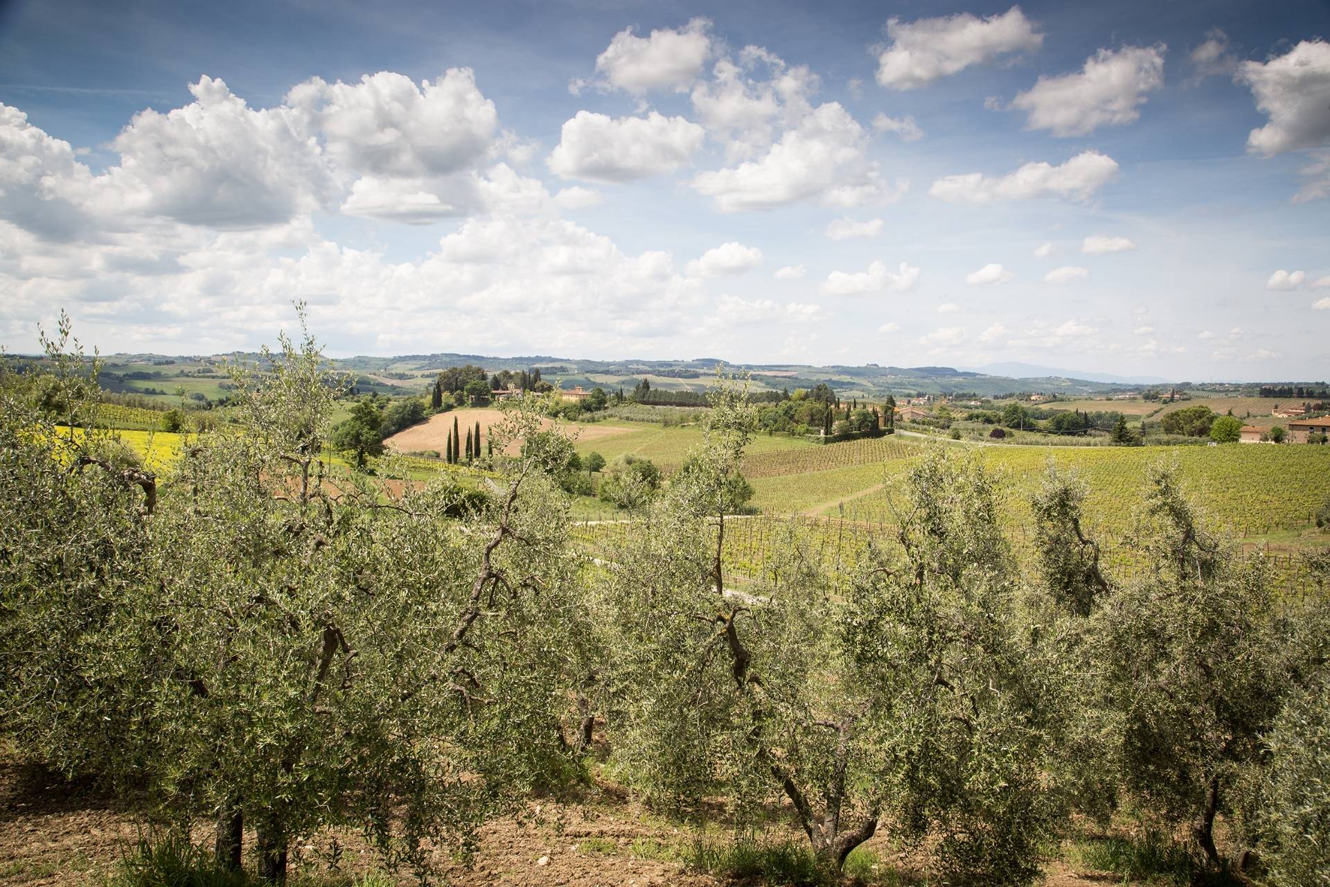 Hiking through Vineyards and Tasting in the Cellar