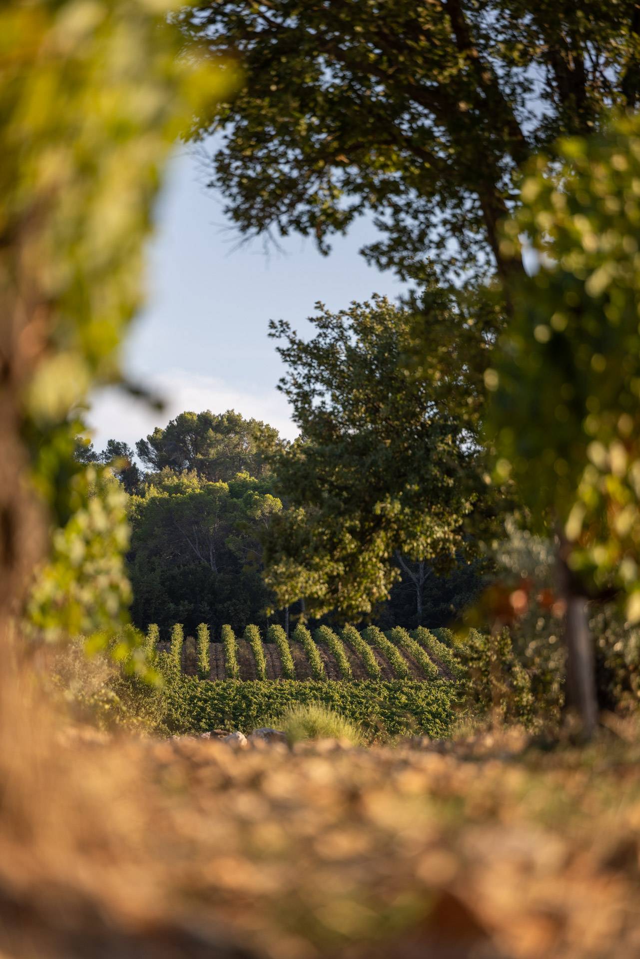 Tasting and Delights at La Mascaronne