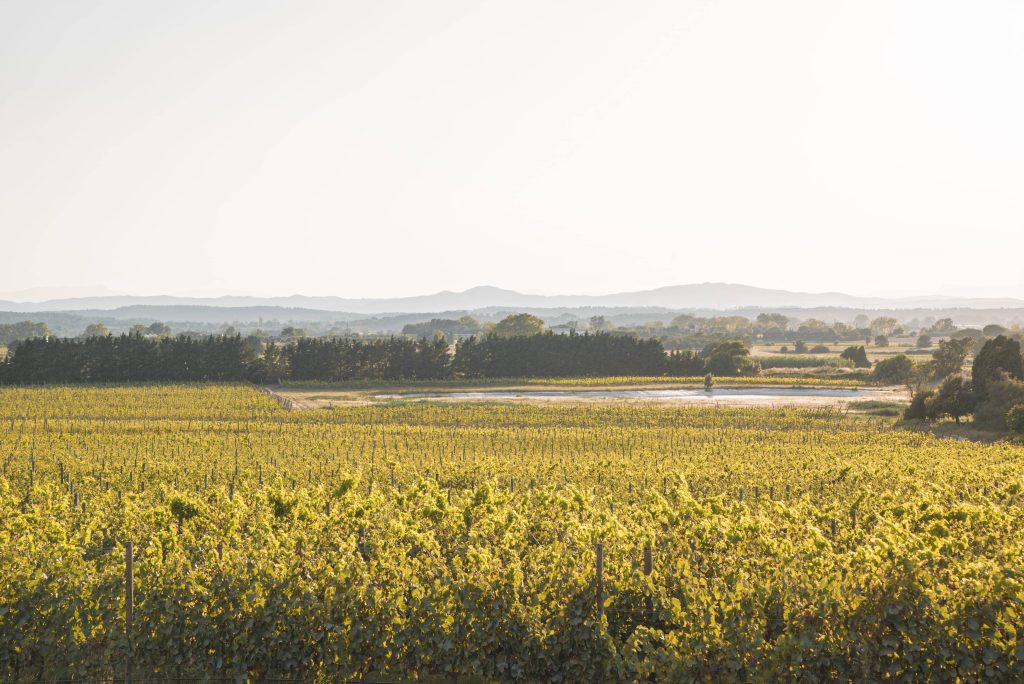 Visit and Tasting with local products at Mas Geli