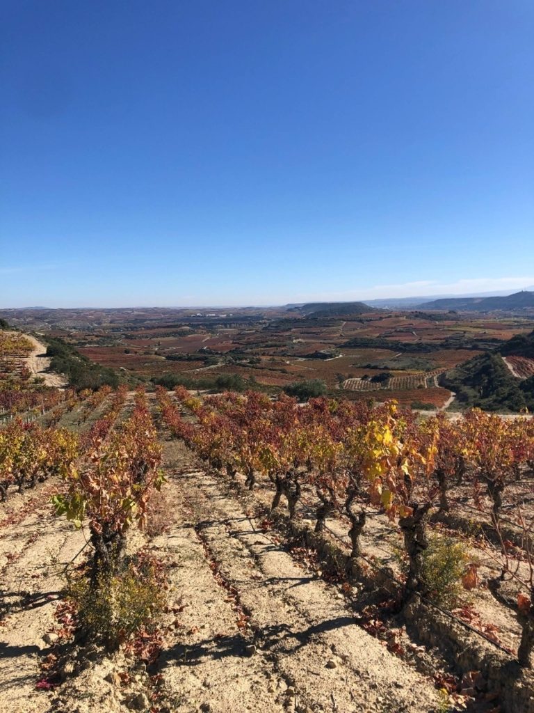 Visit of the vineyard and tasting