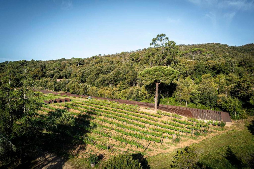 Guided tour and premium wine tasting