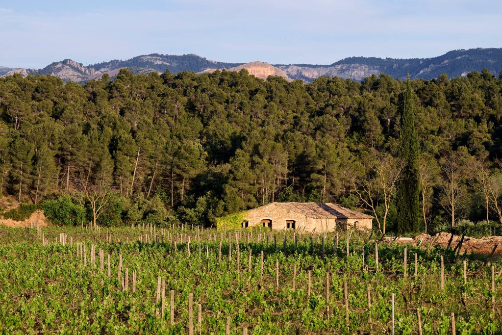 Winery visit and wine tasting