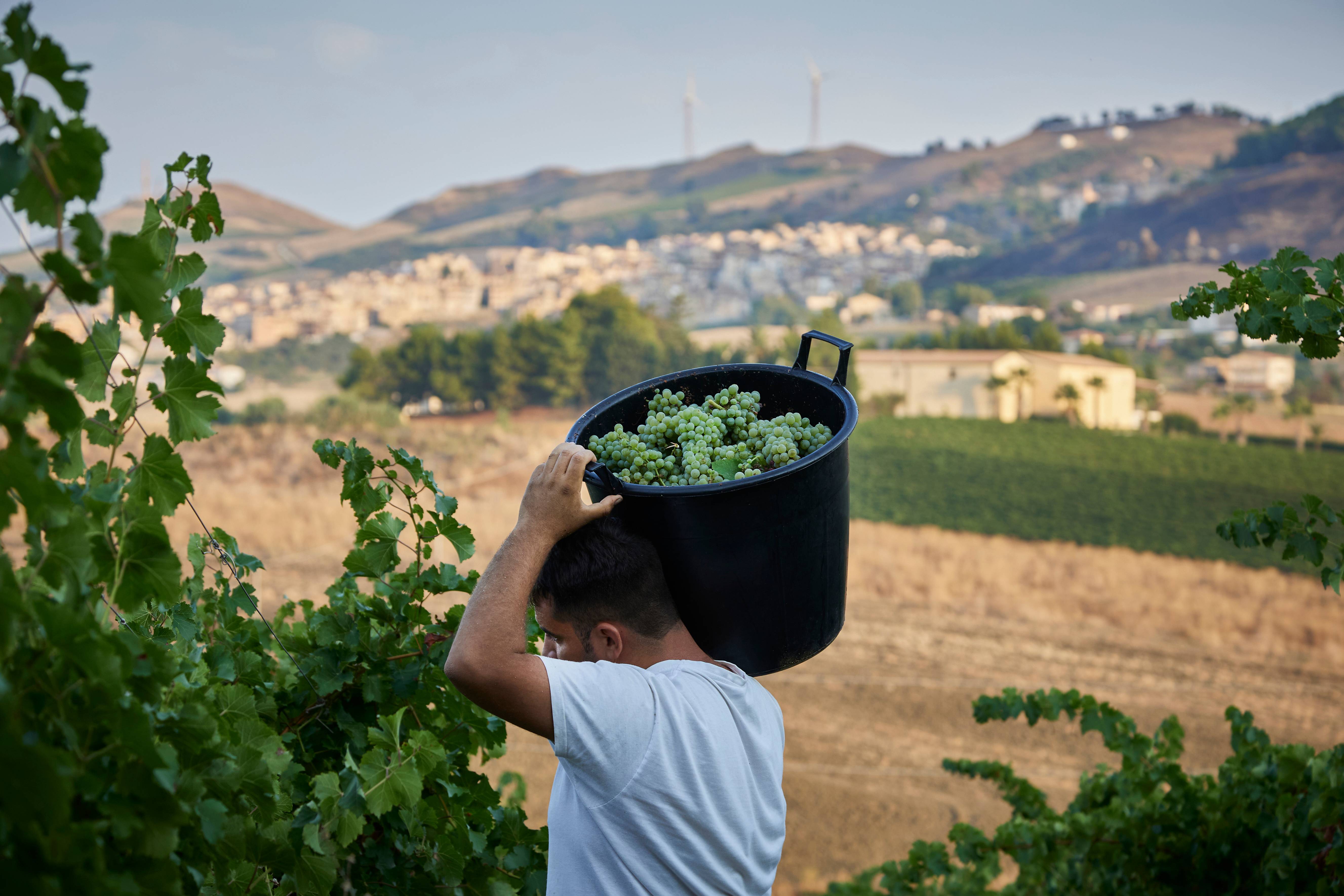 The territories of the Doc Monreale