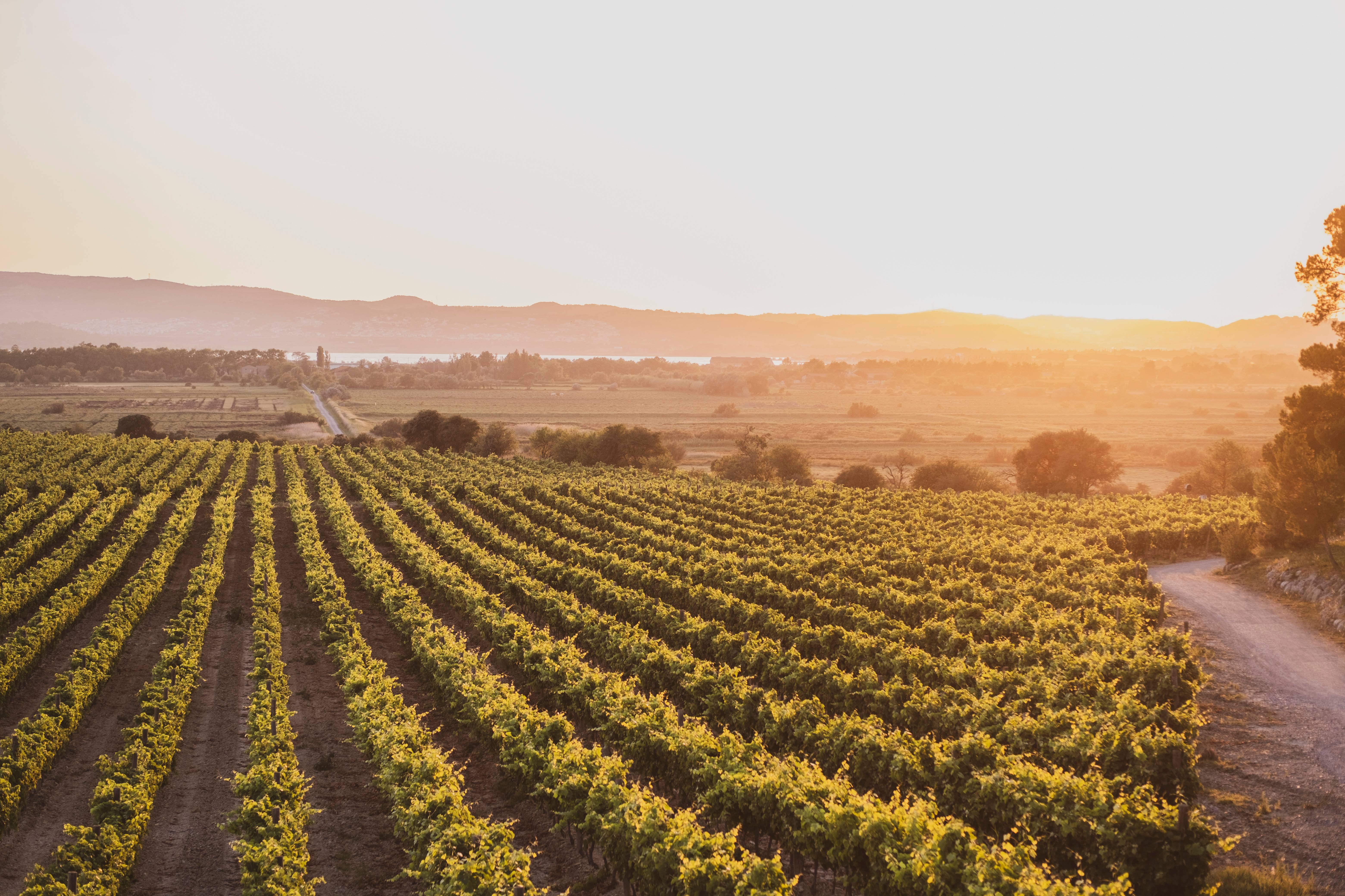 Wine & Cheese Workshop