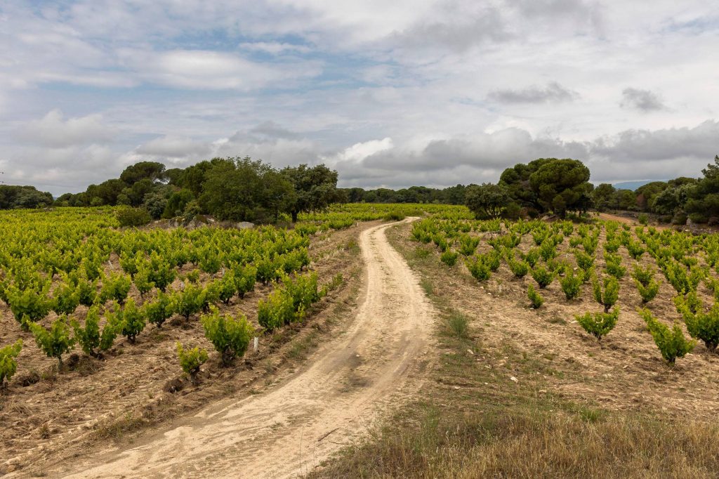 Winery visit with aperitif tasting