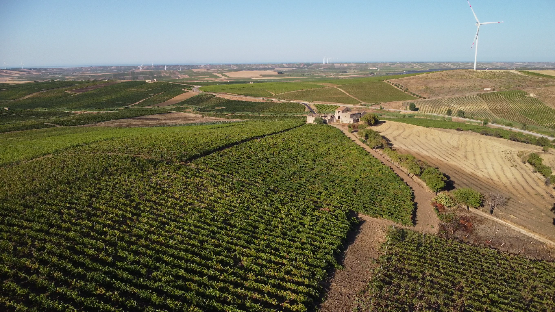 BAGLIO DIAR| VINI BIOLOGICI SICILIANI