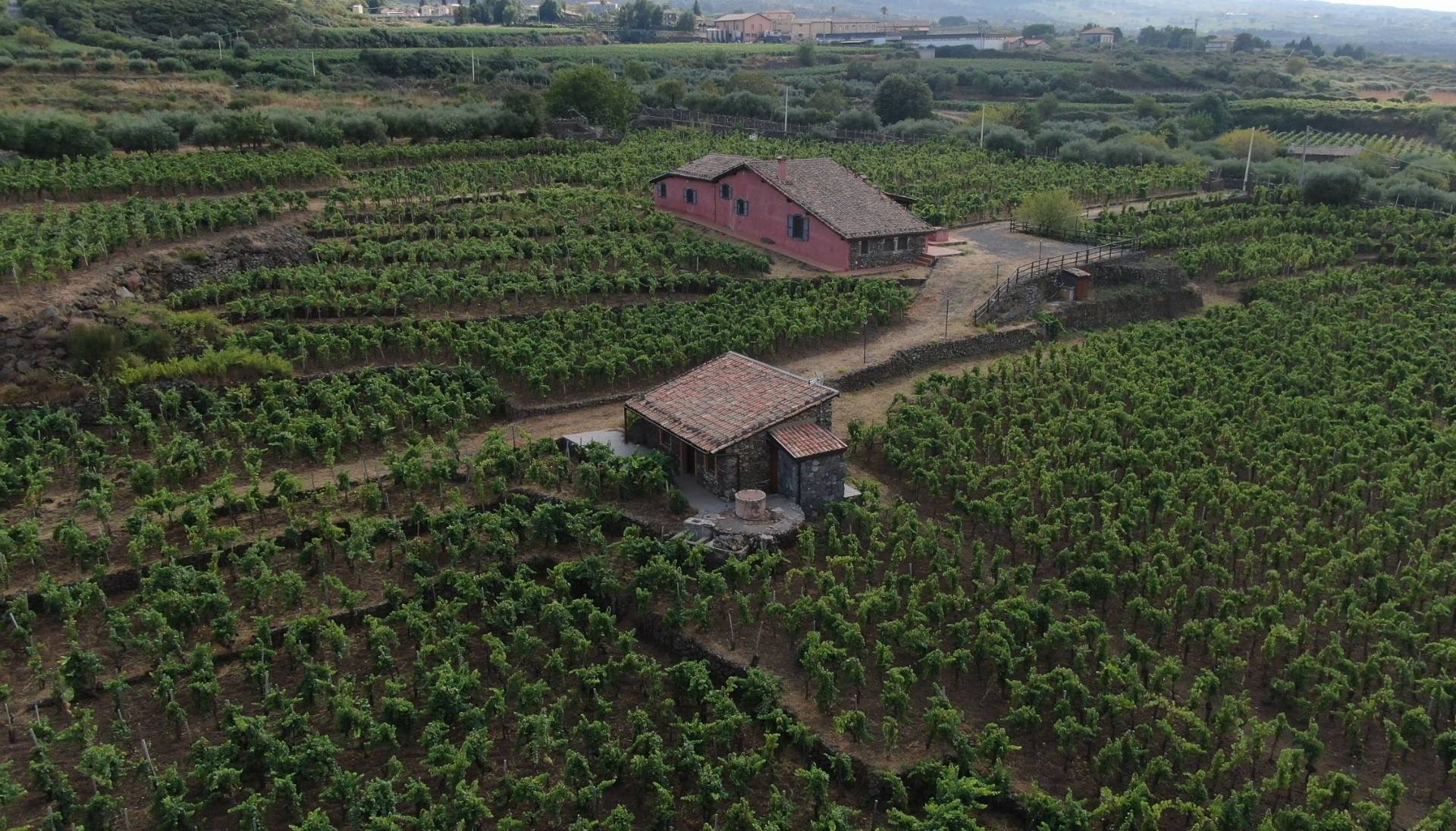 I CUSTODI DELLE VIGNE DELL’ETNA
