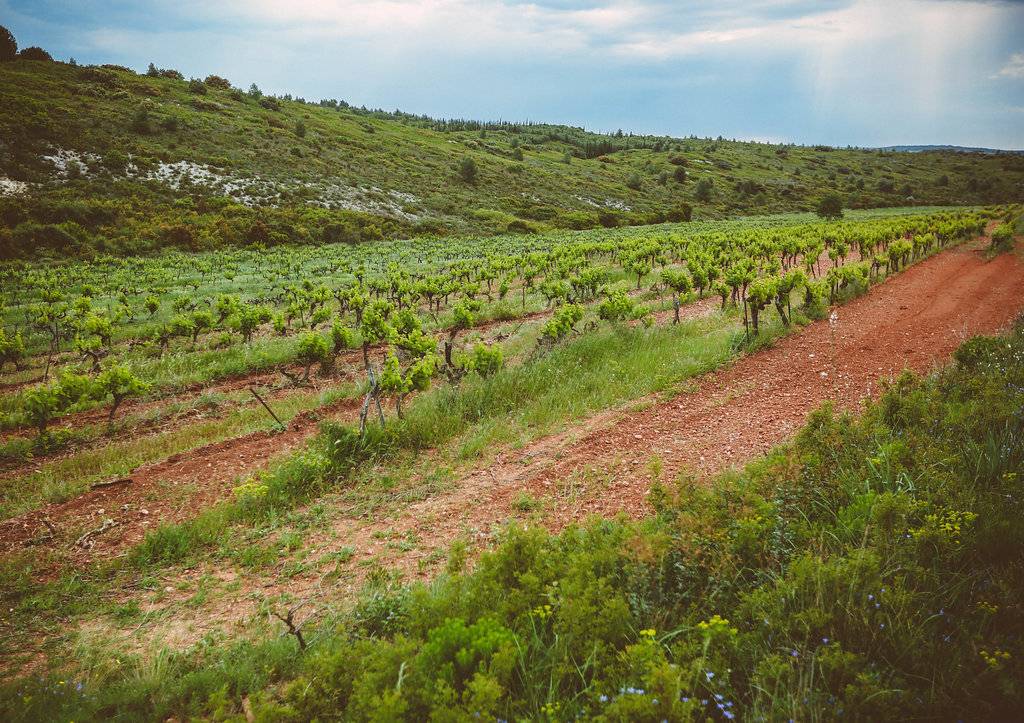 Discovery of the wines of the Abbey