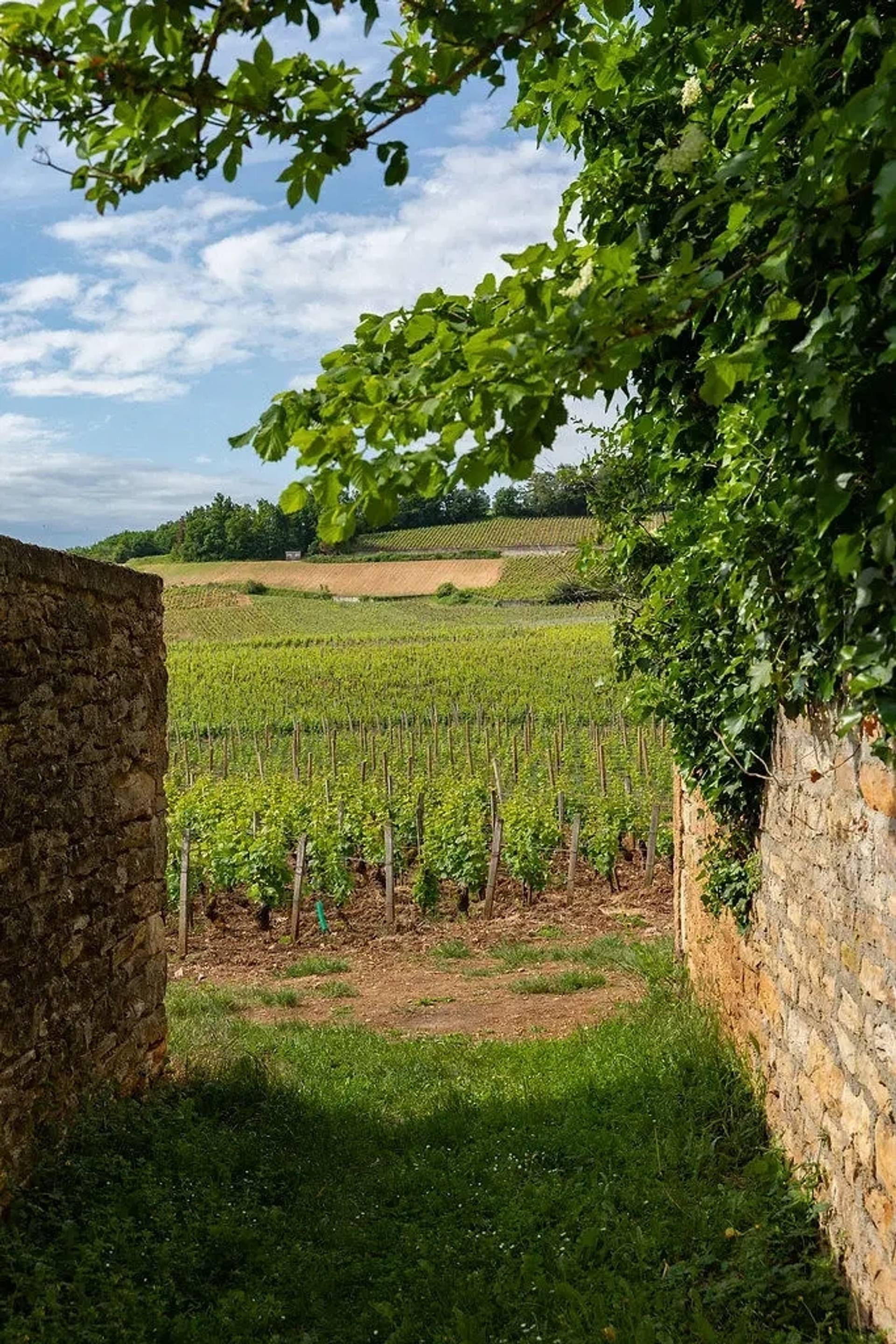 Workshop “In the Heart of the Vineyard”