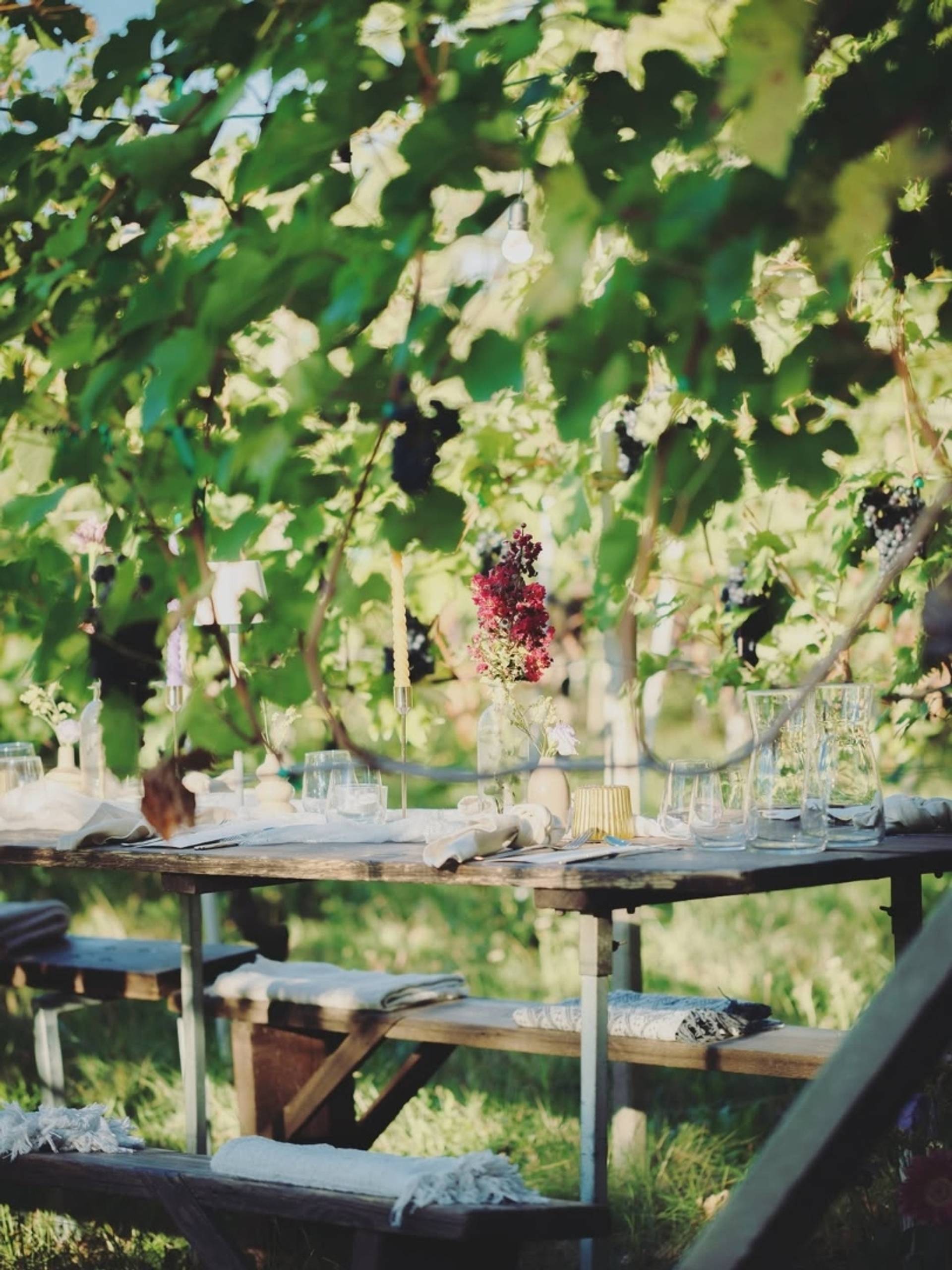 Light Lunch Tasting & Tour in the Parma Hills