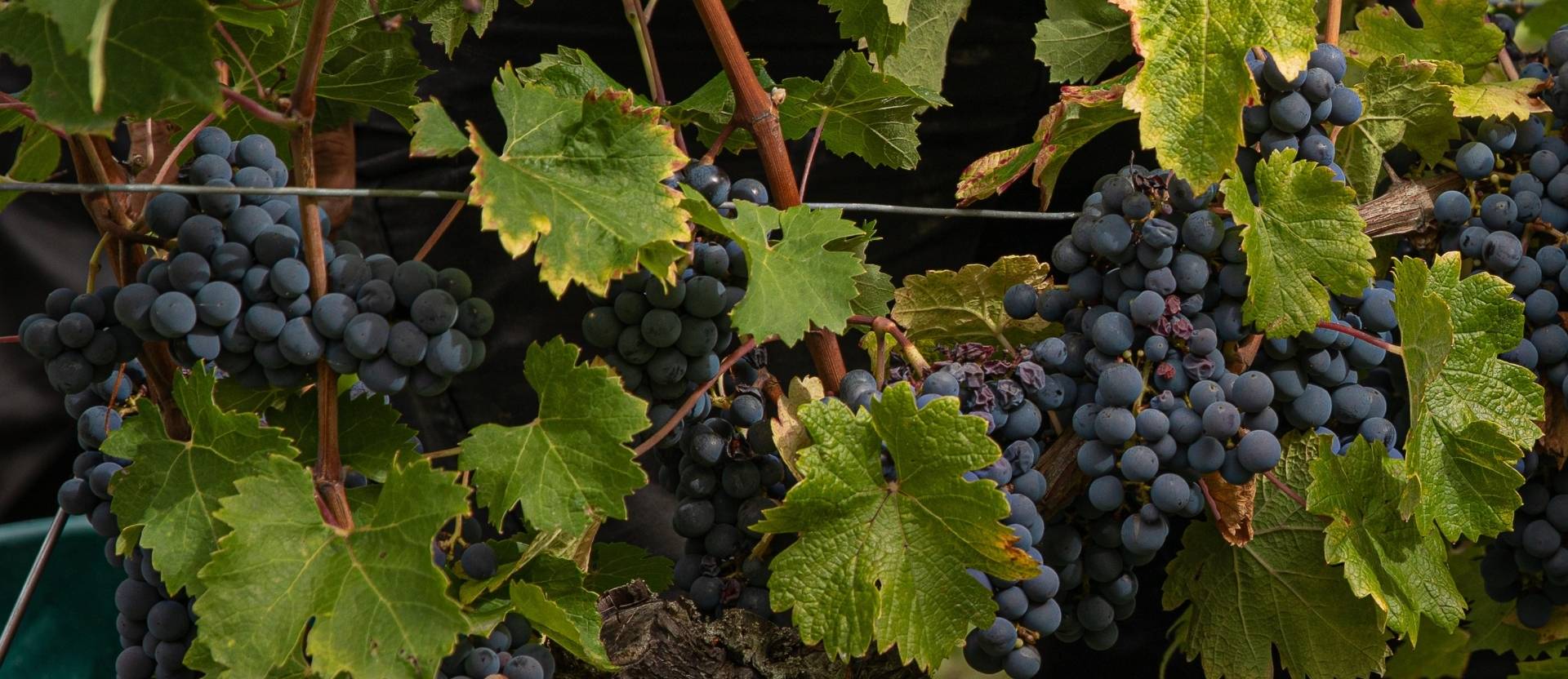 “Secrets of the Vines” Tour